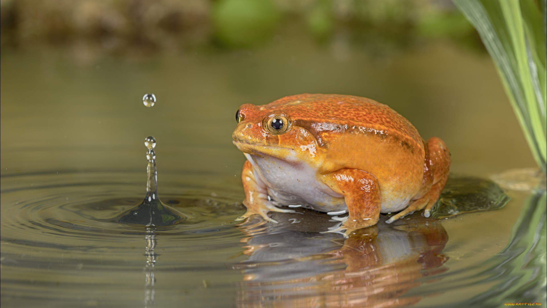 животные, лягушки, капли, вода, оранжевая, лягушка