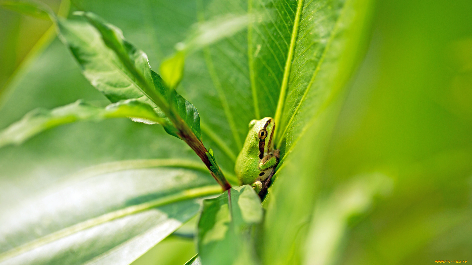 животные, лягушки, лягушка, трава, листья, зеленая, природа