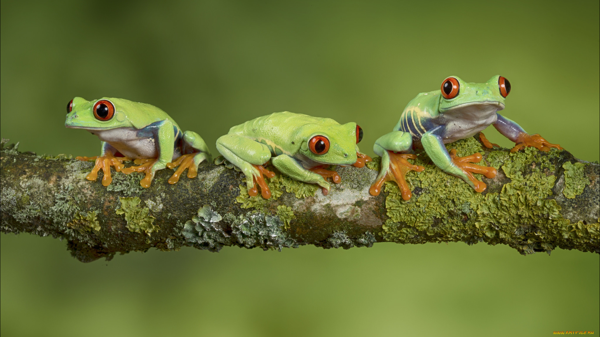 животные, лягушки, мох, ветка