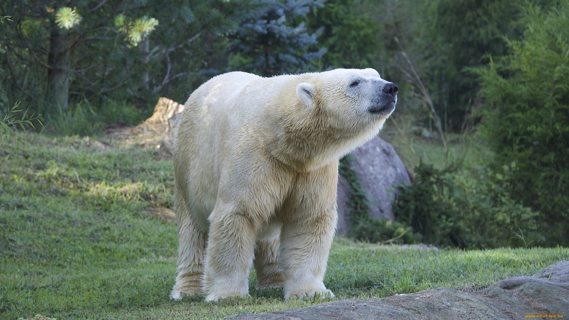 животные, медведи, хищник