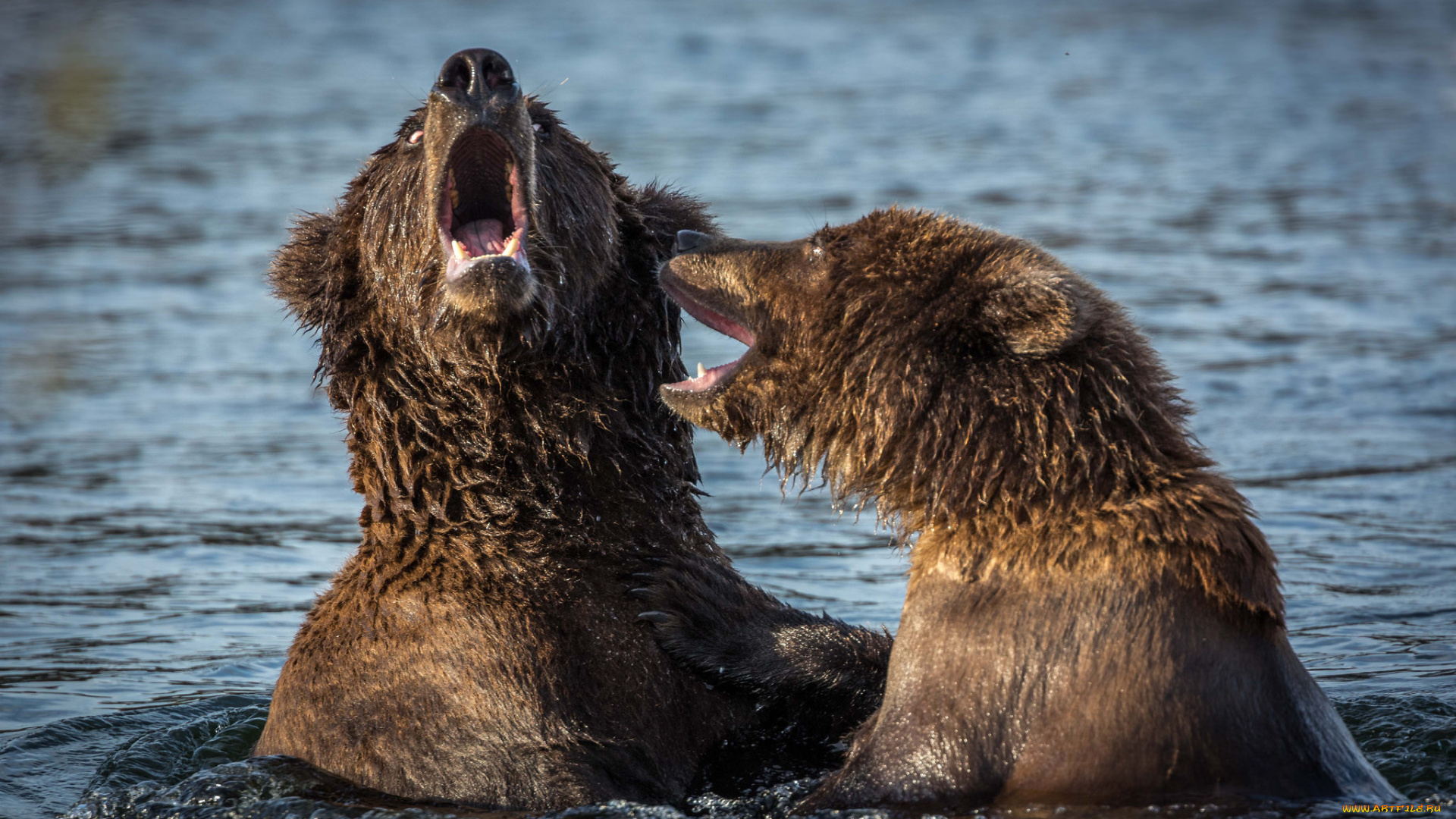 животные, медведи, хищник