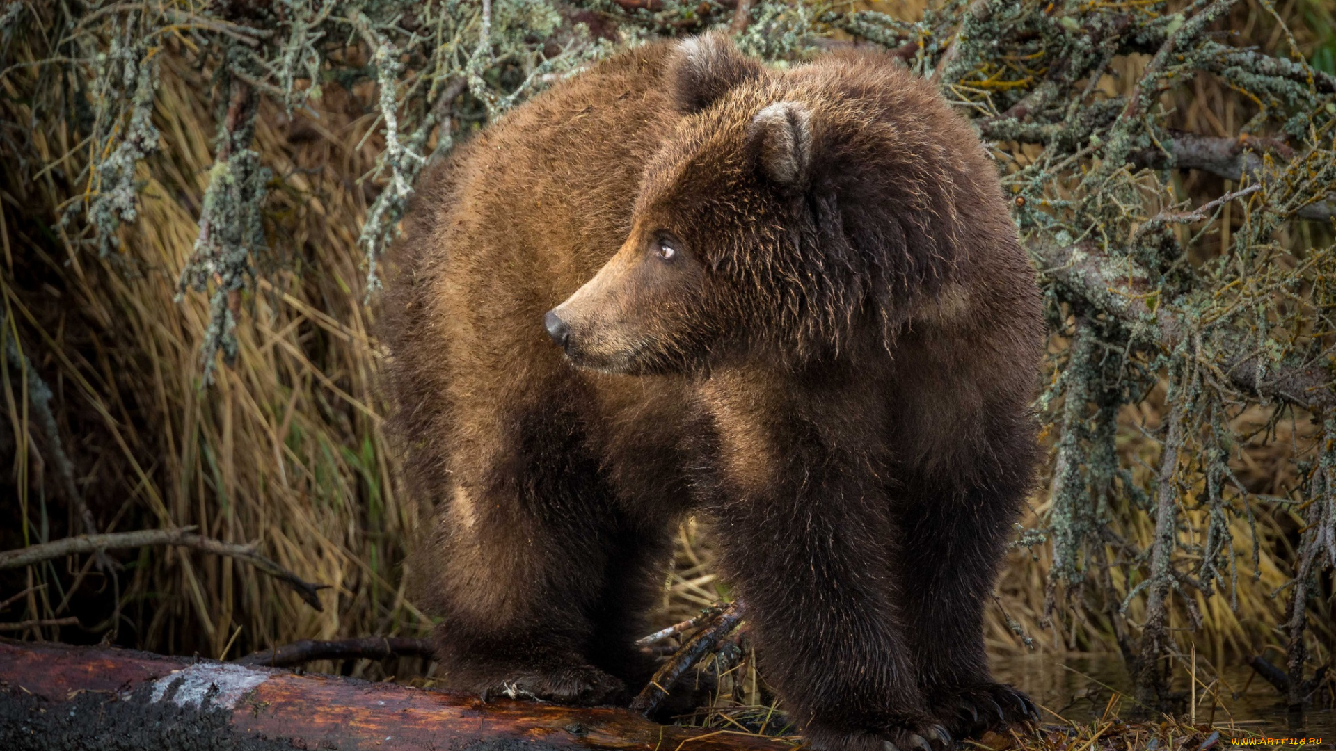 животные, медведи, хищник