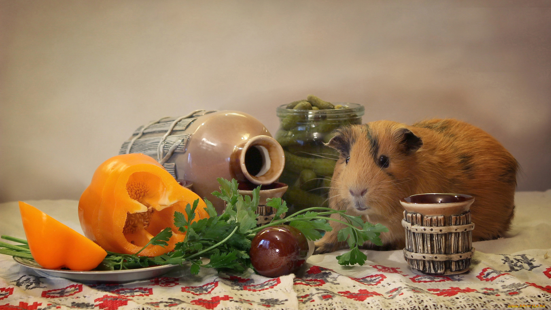 животные, морские, свинки, , хомяки, февраль, композиция, праздник, морская, свинка