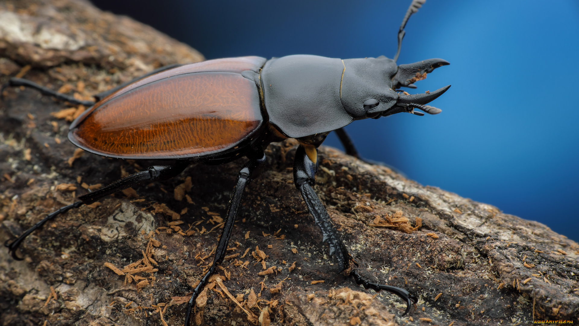 животные, насекомые, фон, жук, дерево