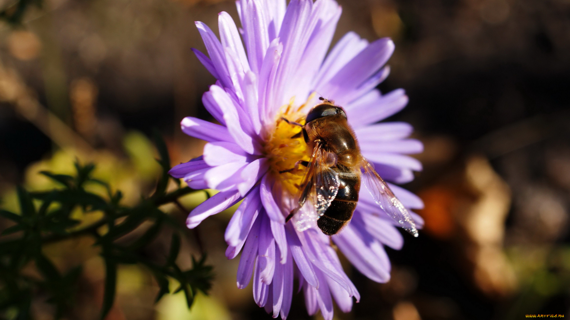 животные, насекомые, полосатая, муха, журчалка, пчелка, пчела