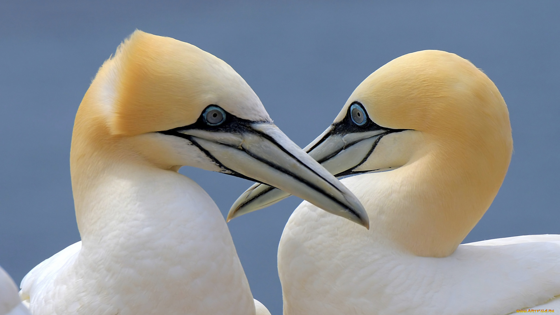 животные, олуши, пара, птицы