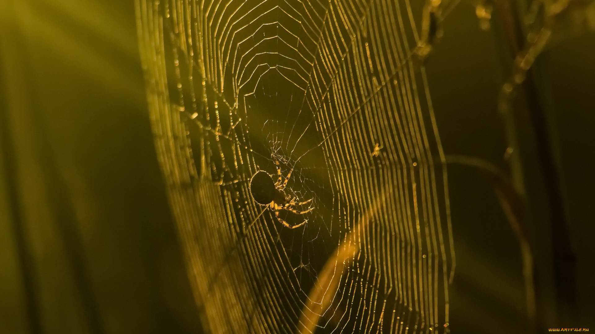 животные, пауки, паук