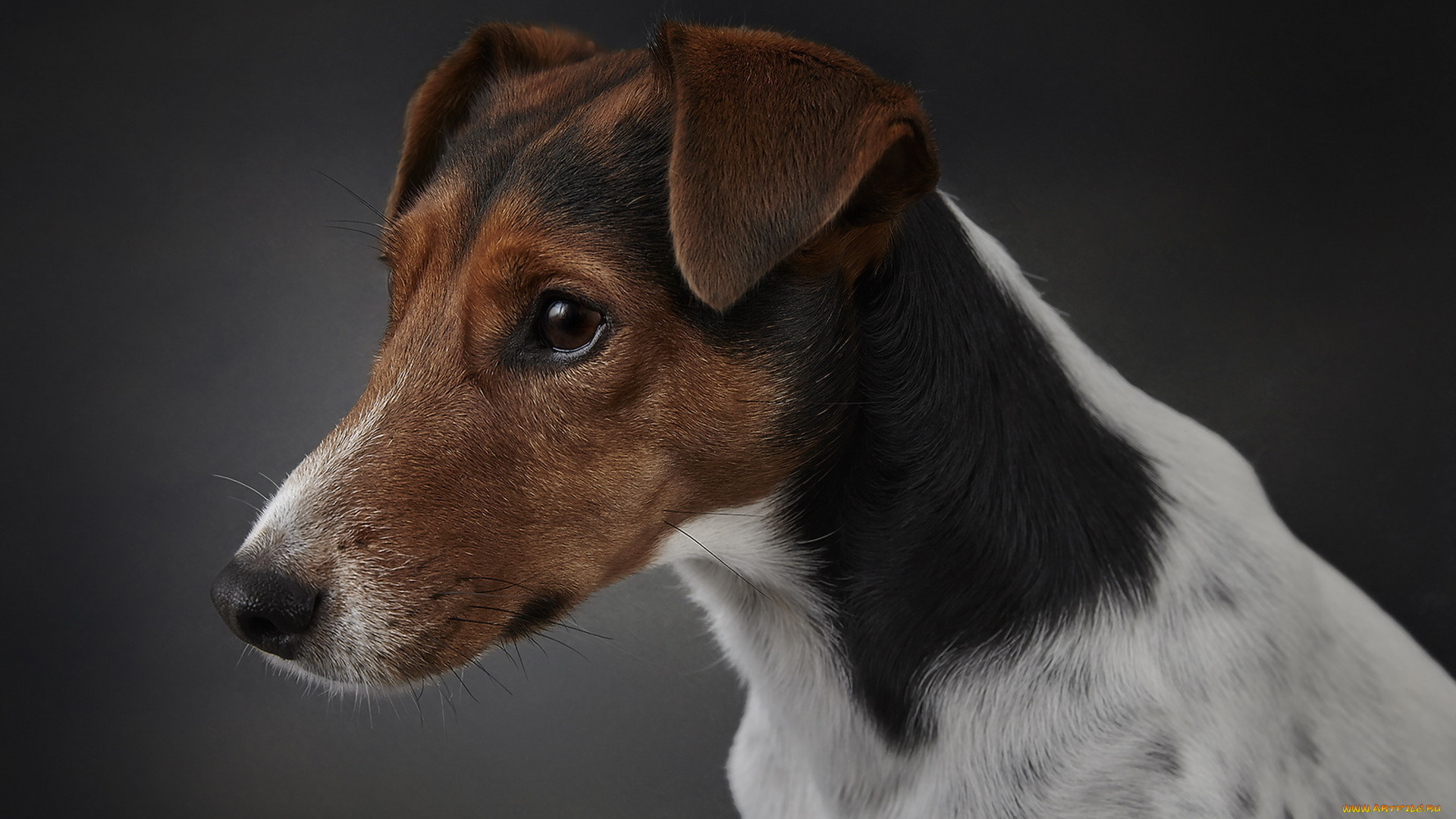 животные, собаки, друг, собака, fox, terrier, взгляд