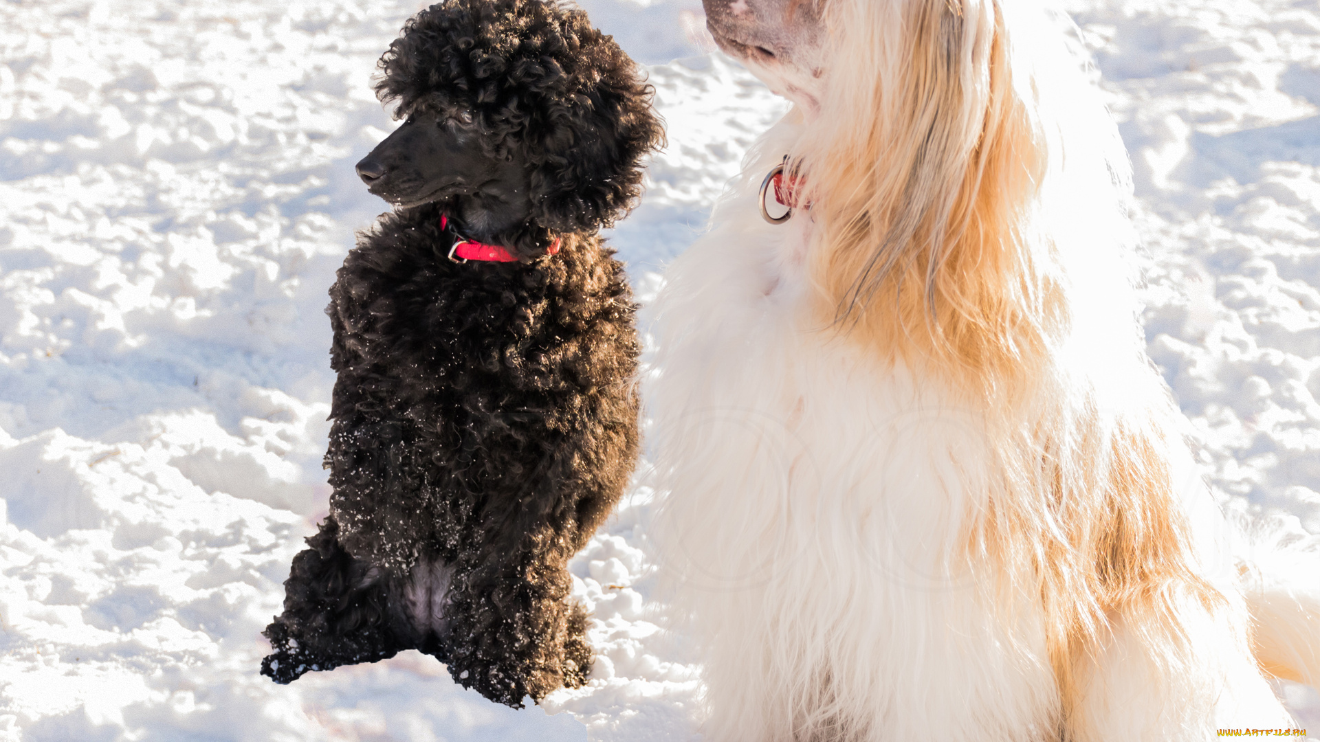 животные, собаки, двое