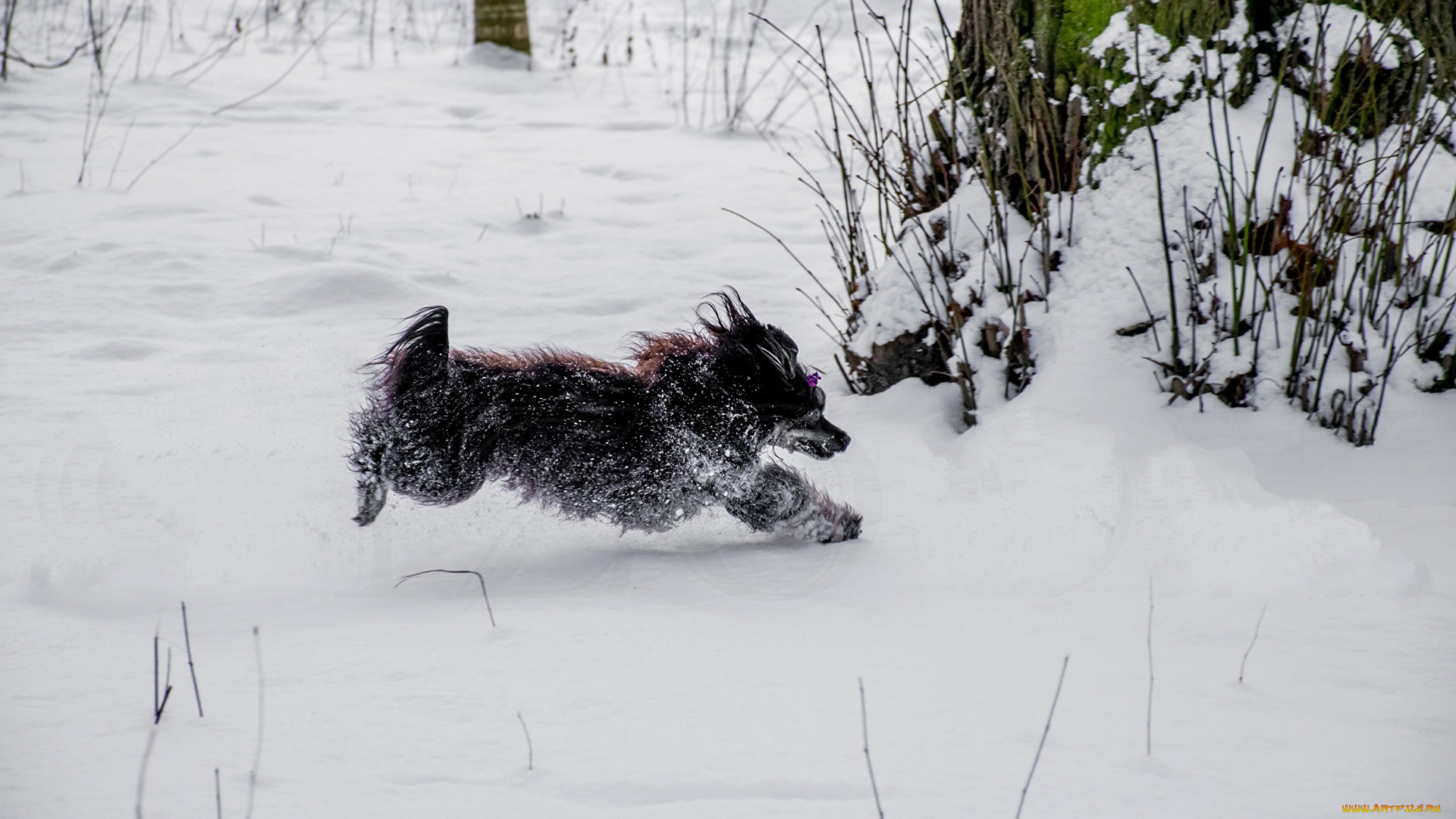 животные, собаки, снег