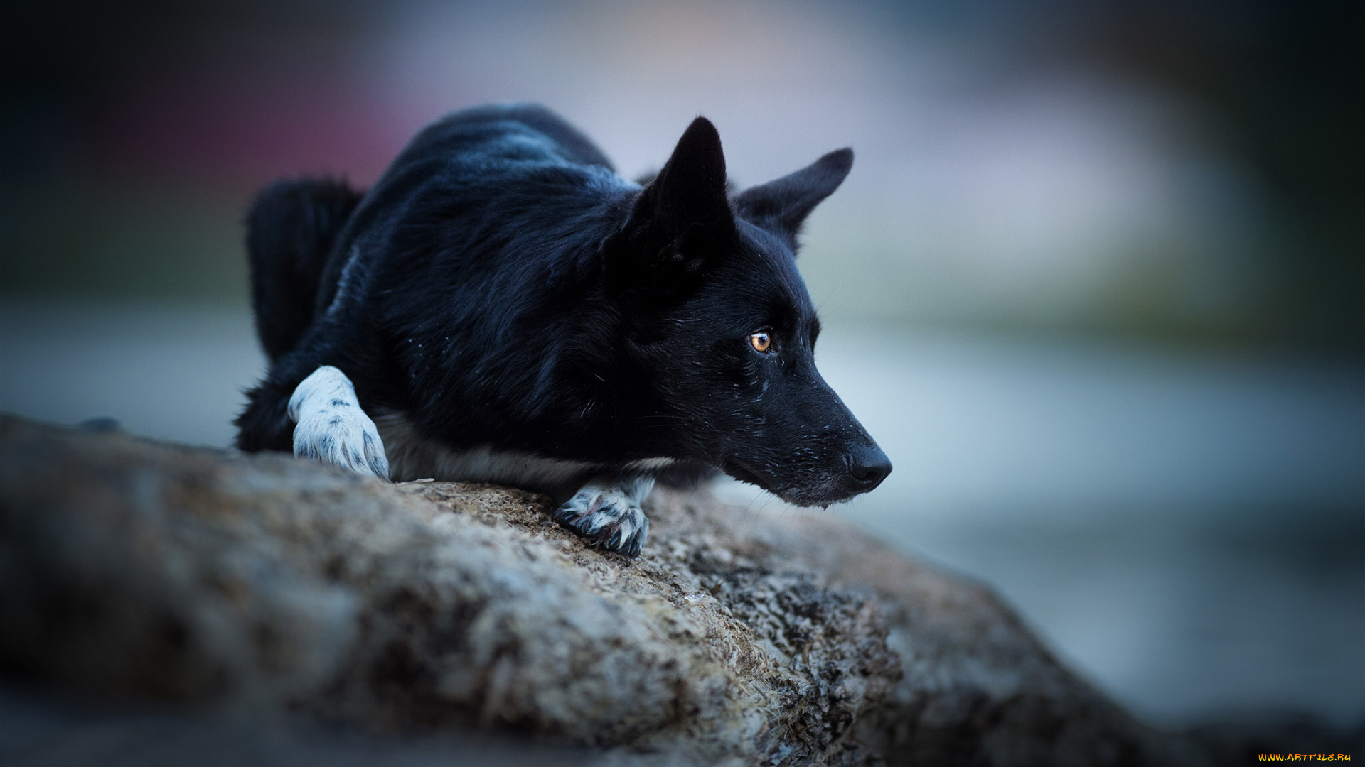 животные, собаки, собака