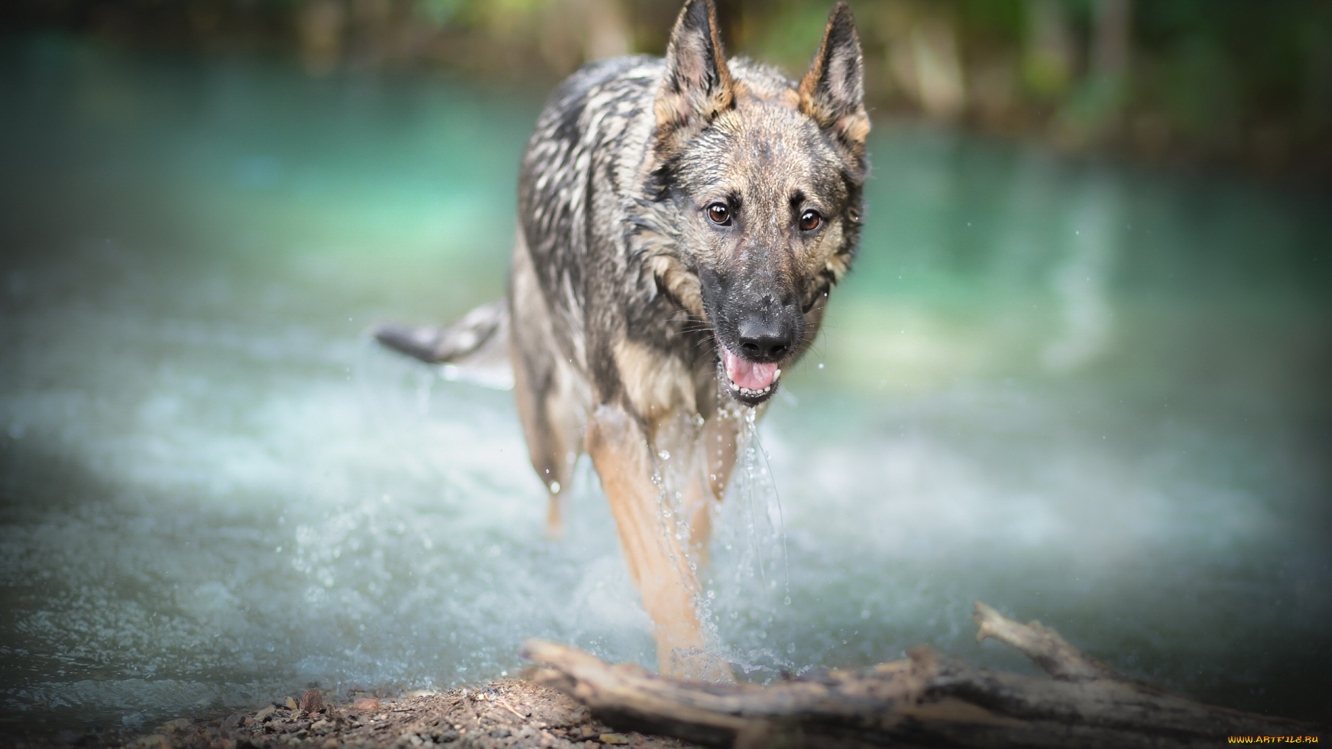 животные, собаки, собака