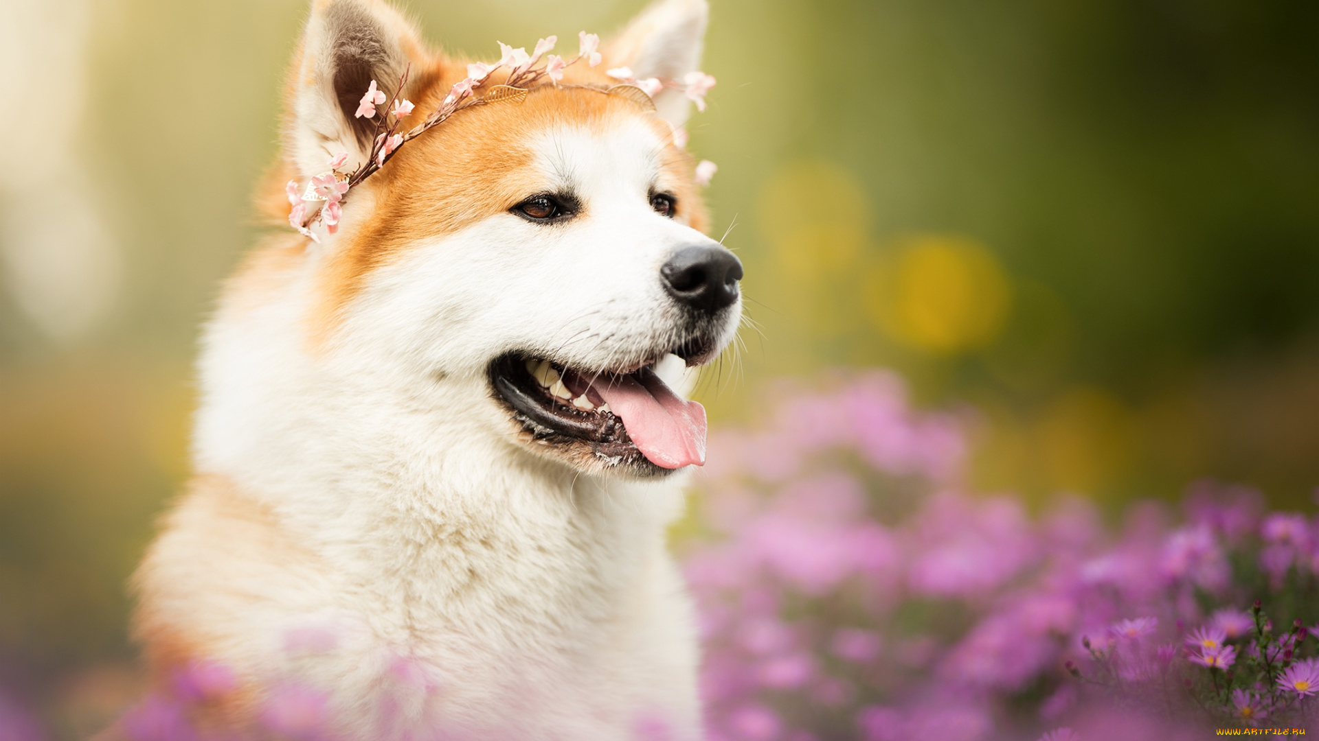 животные, собаки, собака, взгляд