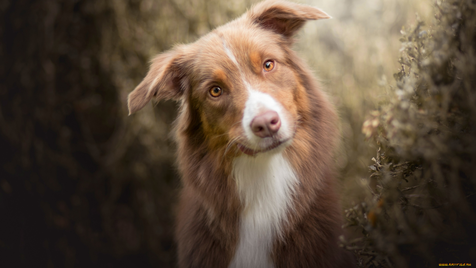 животные, собаки, собака, взгляд