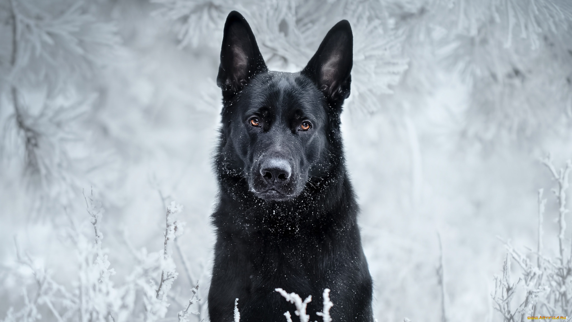 животные, собаки, собака, взгляд