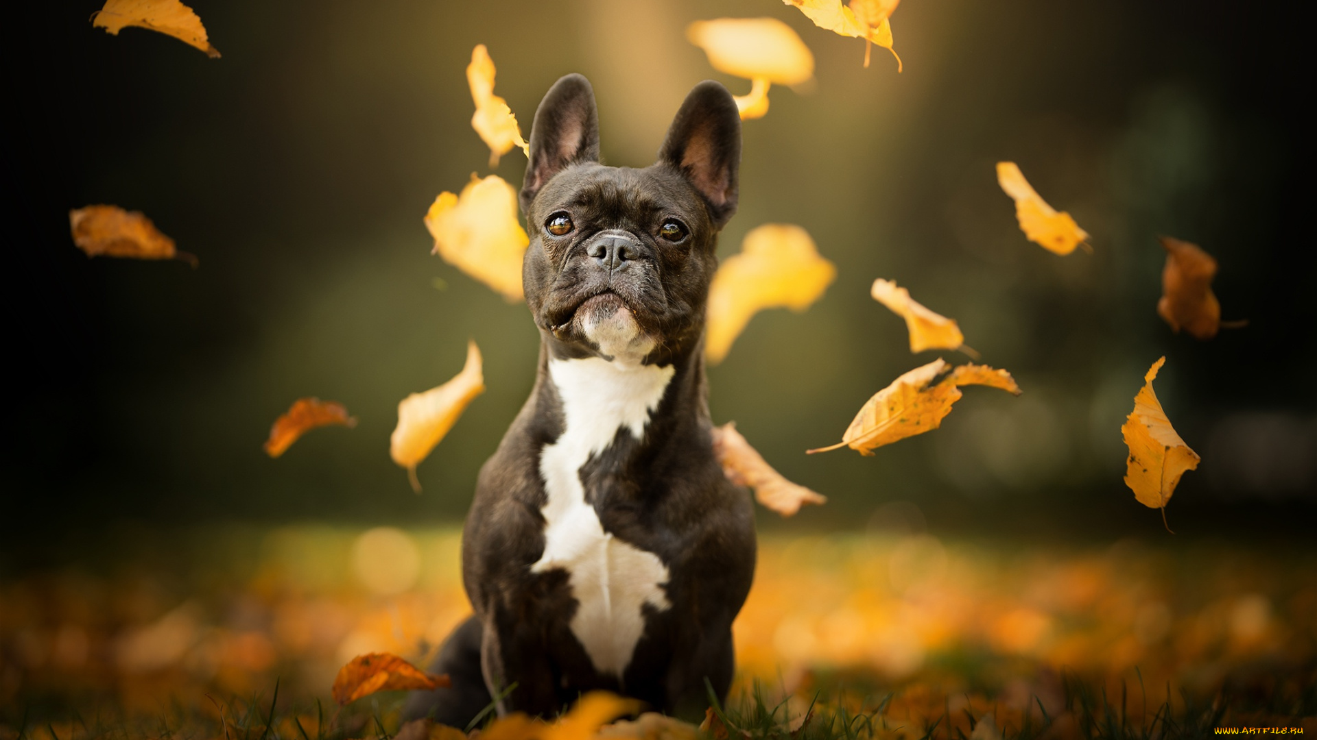 животные, собаки, собака, взгляд