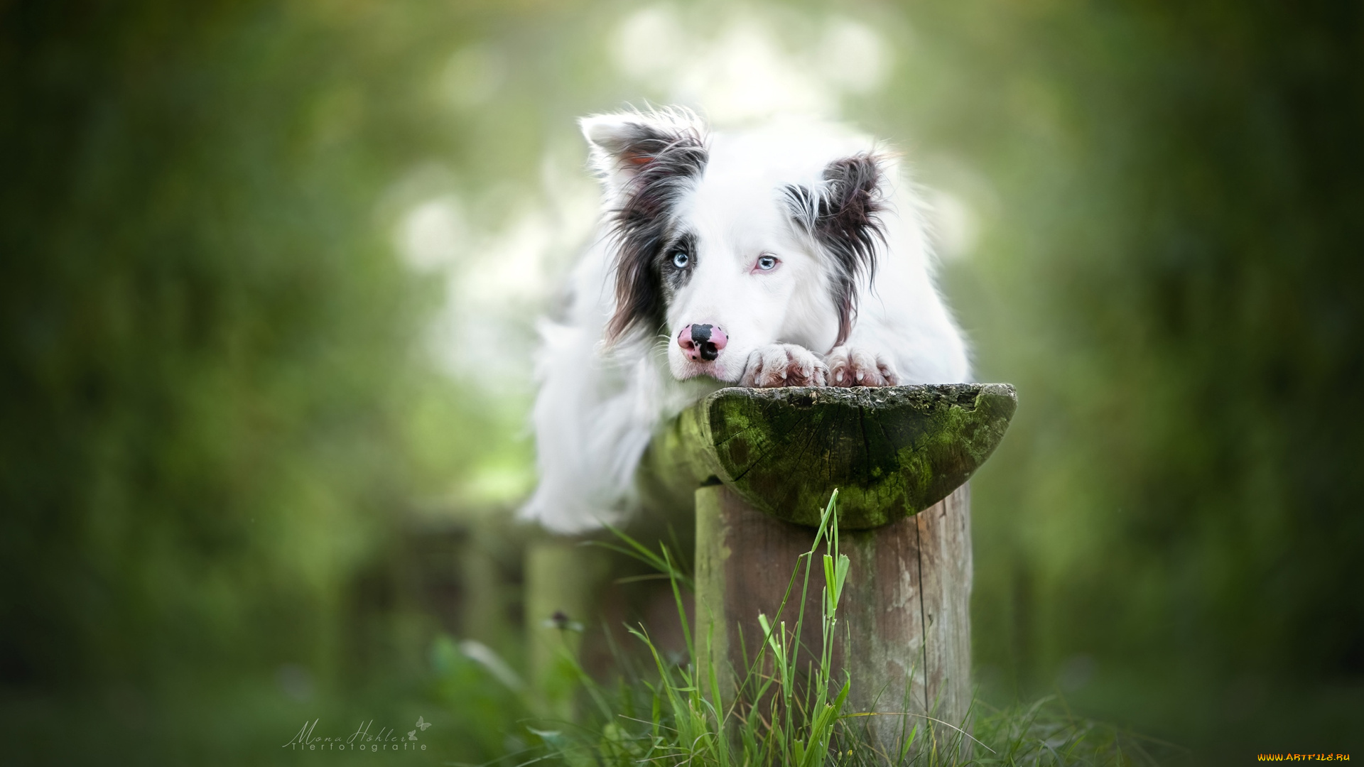 животные, собаки, собака, взгляд