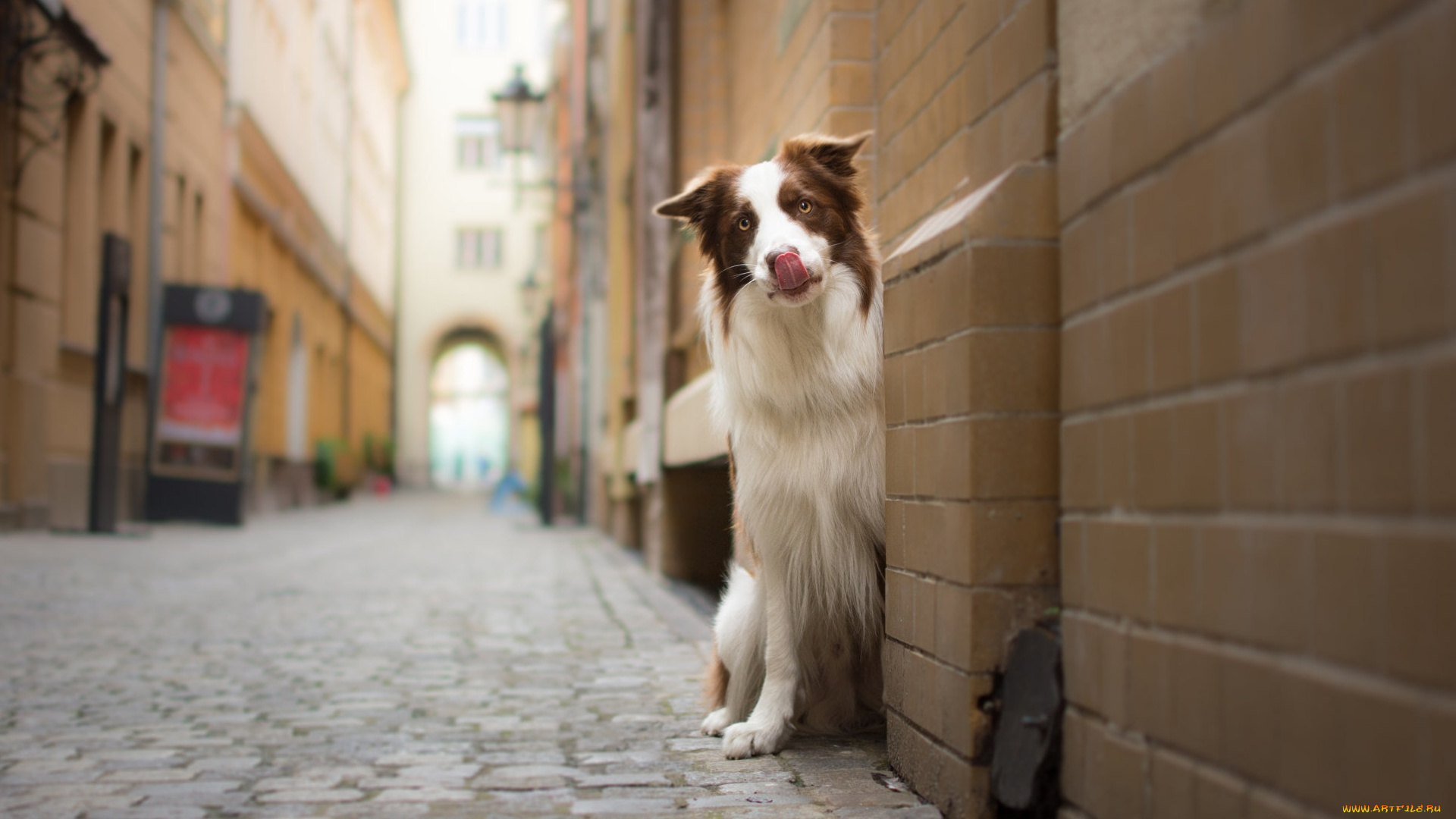 животные, собаки, townhouses, border, collie, street, dog, бордер-колли, look