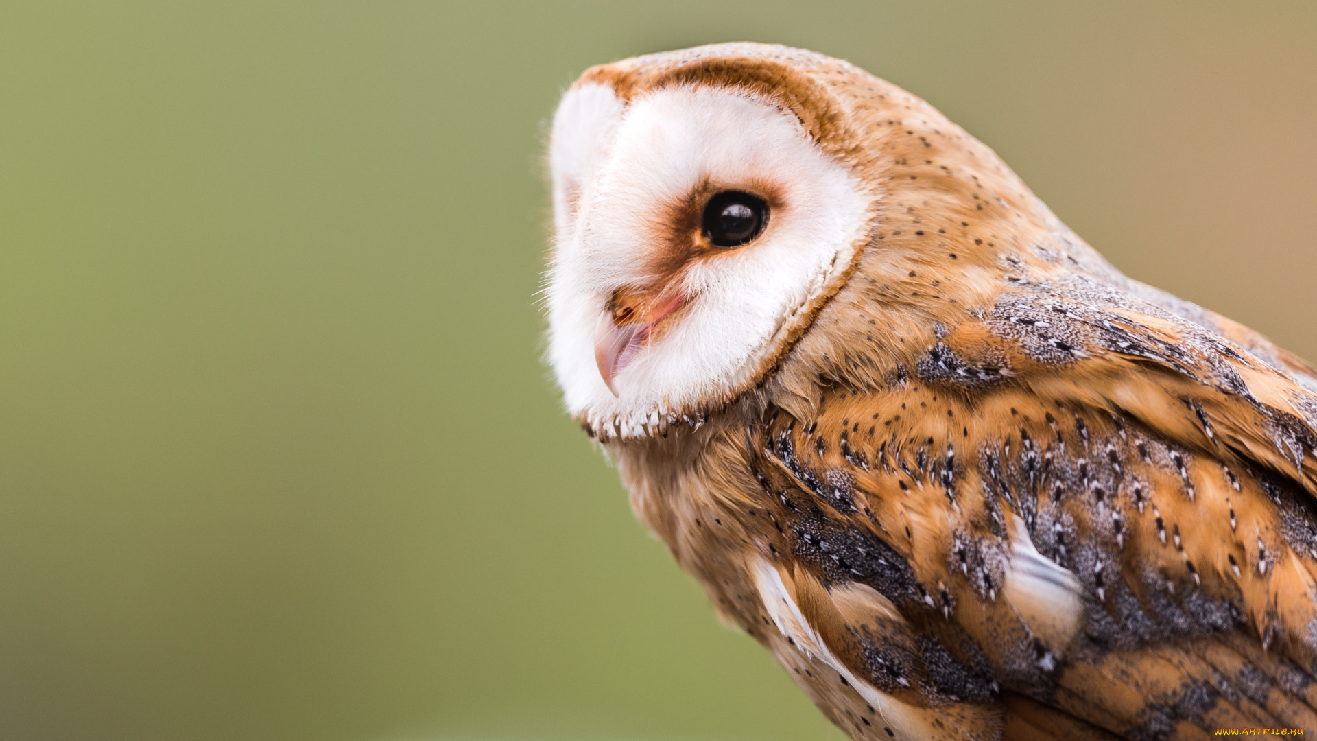 животные, совы, амбарная, сова, barn, owl, сипуха, птицы