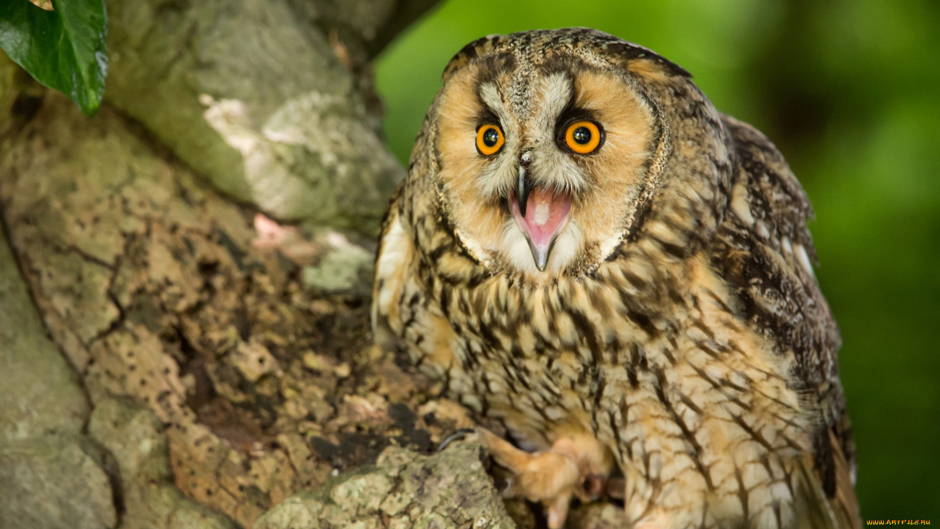 животные, совы, птица, ушастая, сова