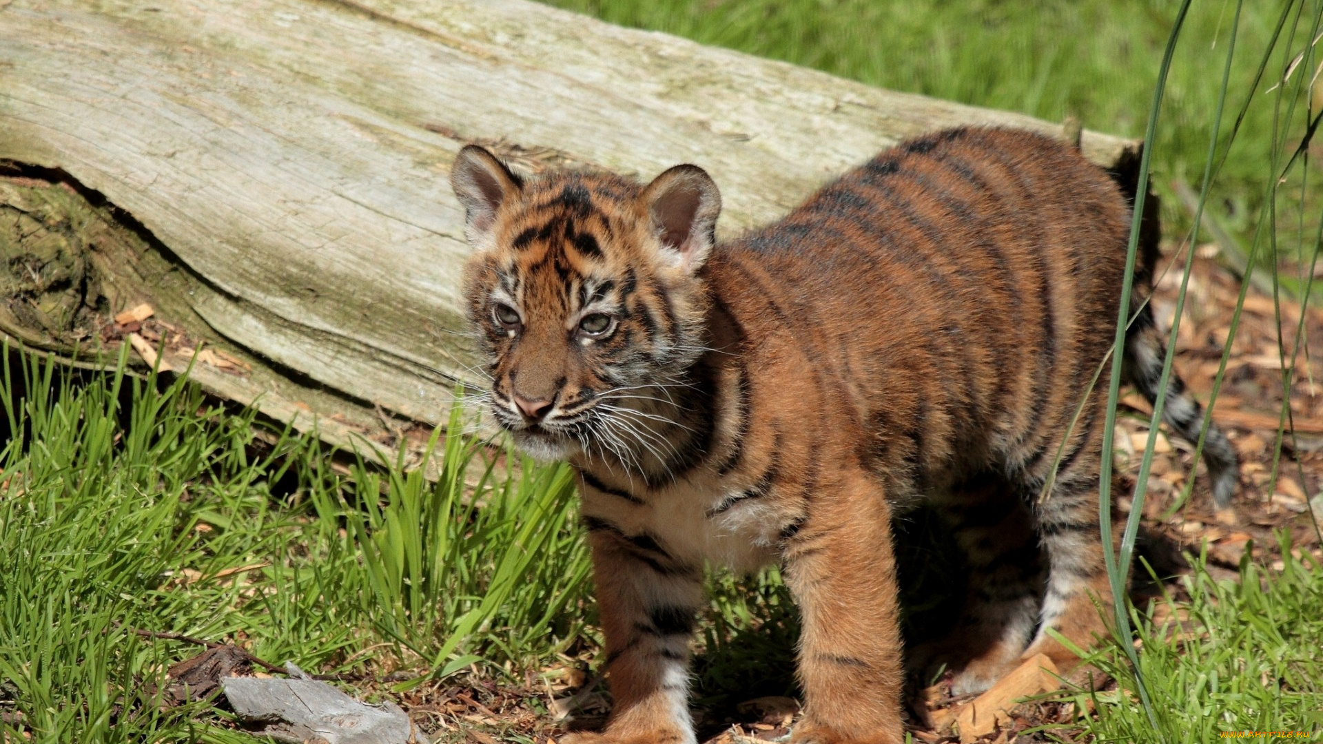 животные, тигры, детеныш