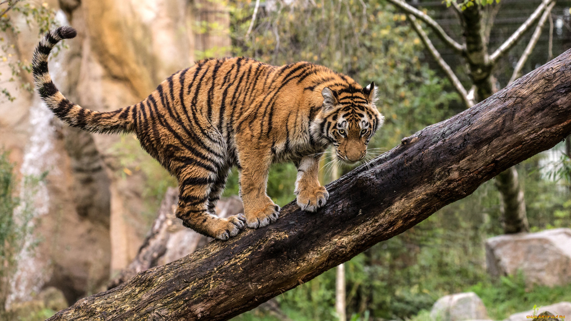 животные, тигры, хищник