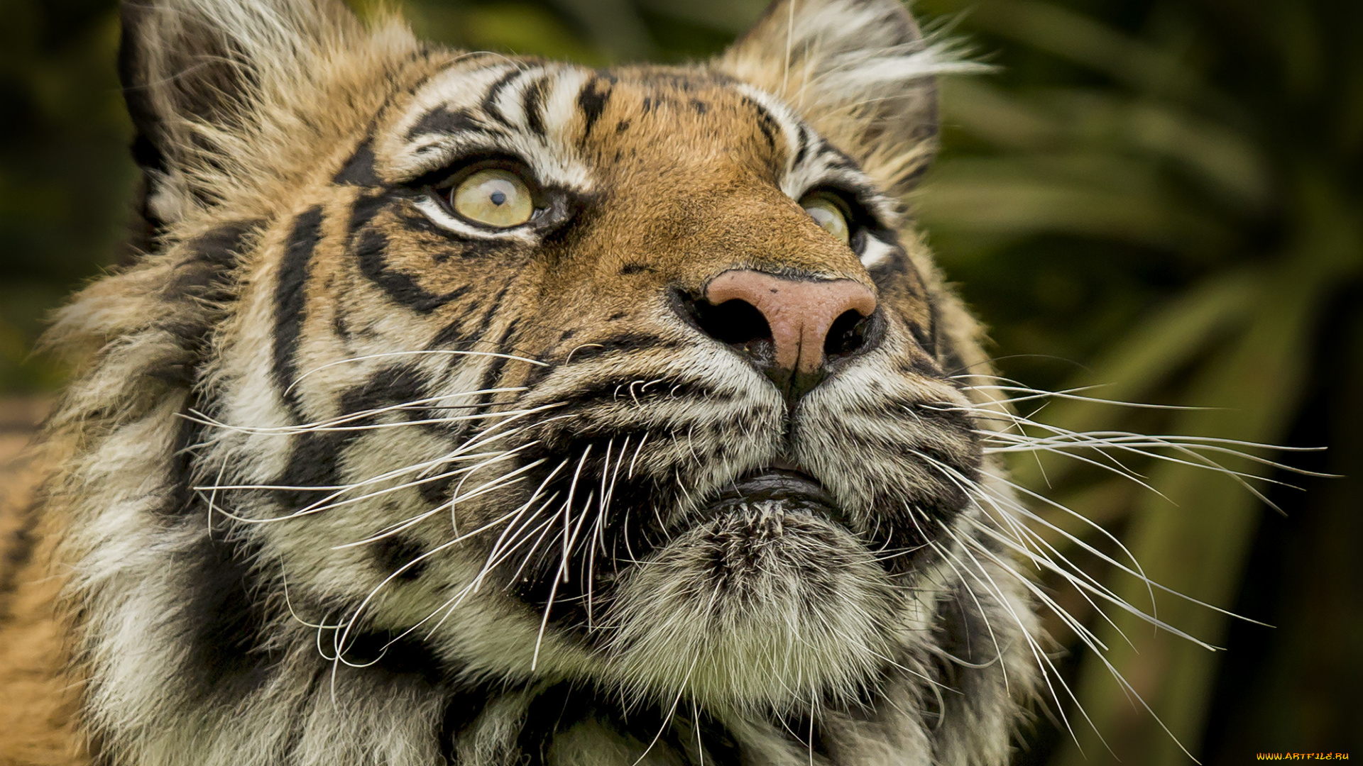 животные, тигры, хищник