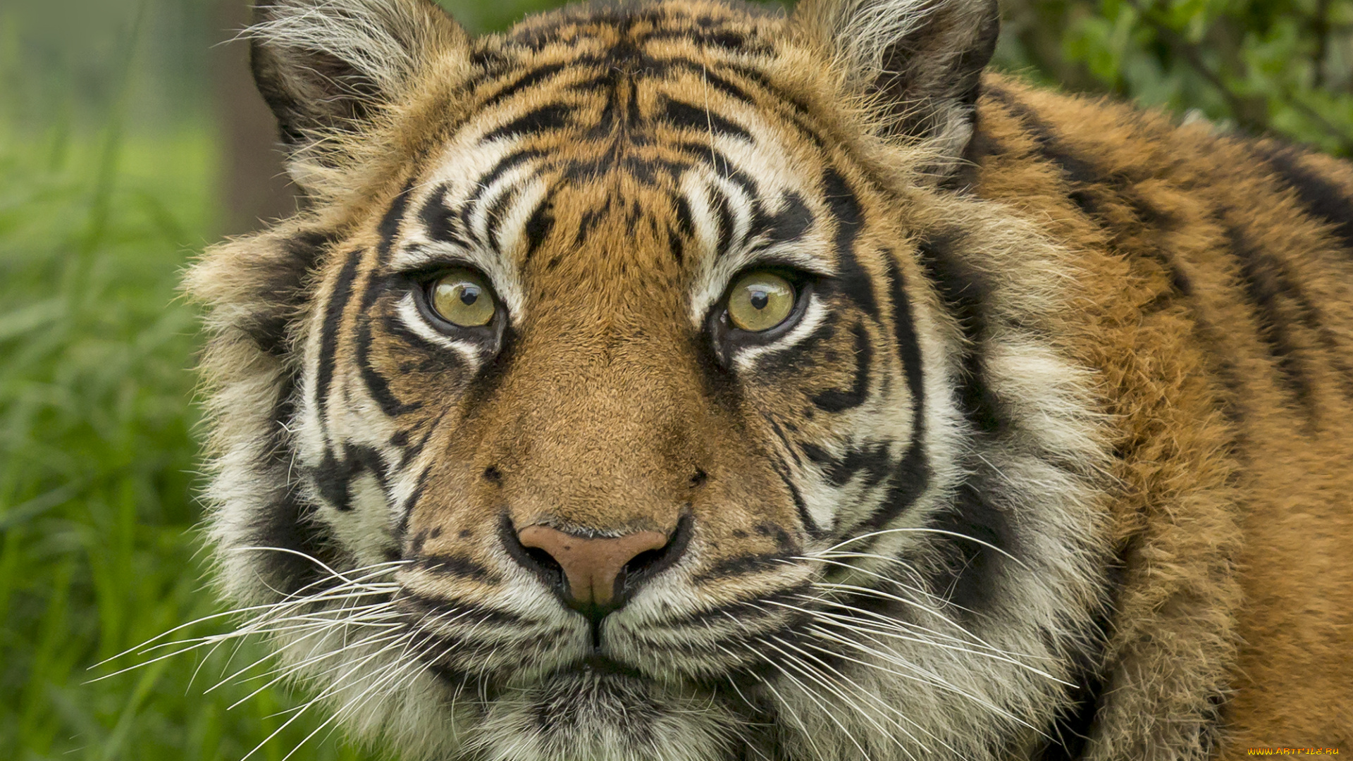 животные, тигры, хищник