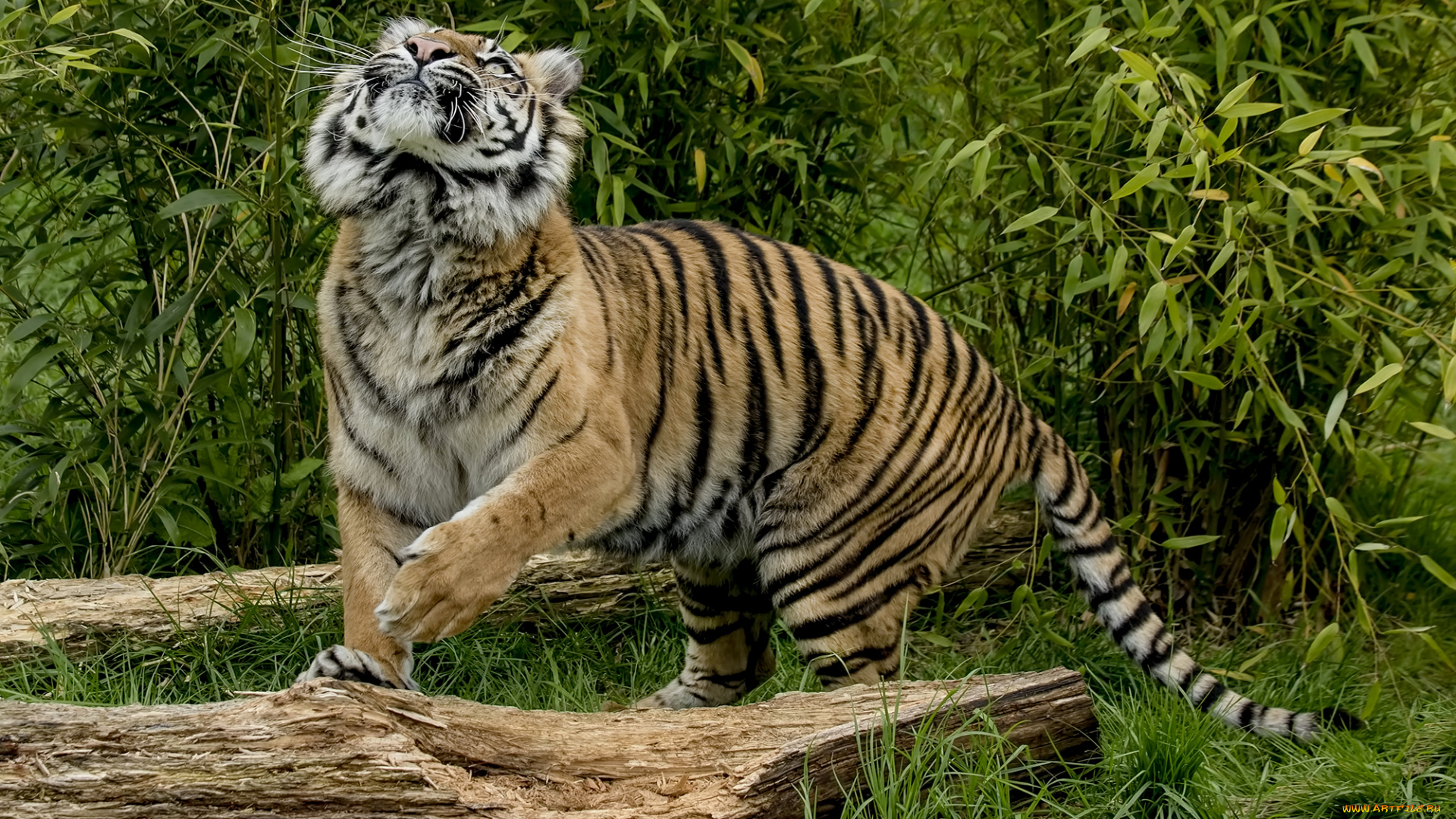 животные, тигры, хищник