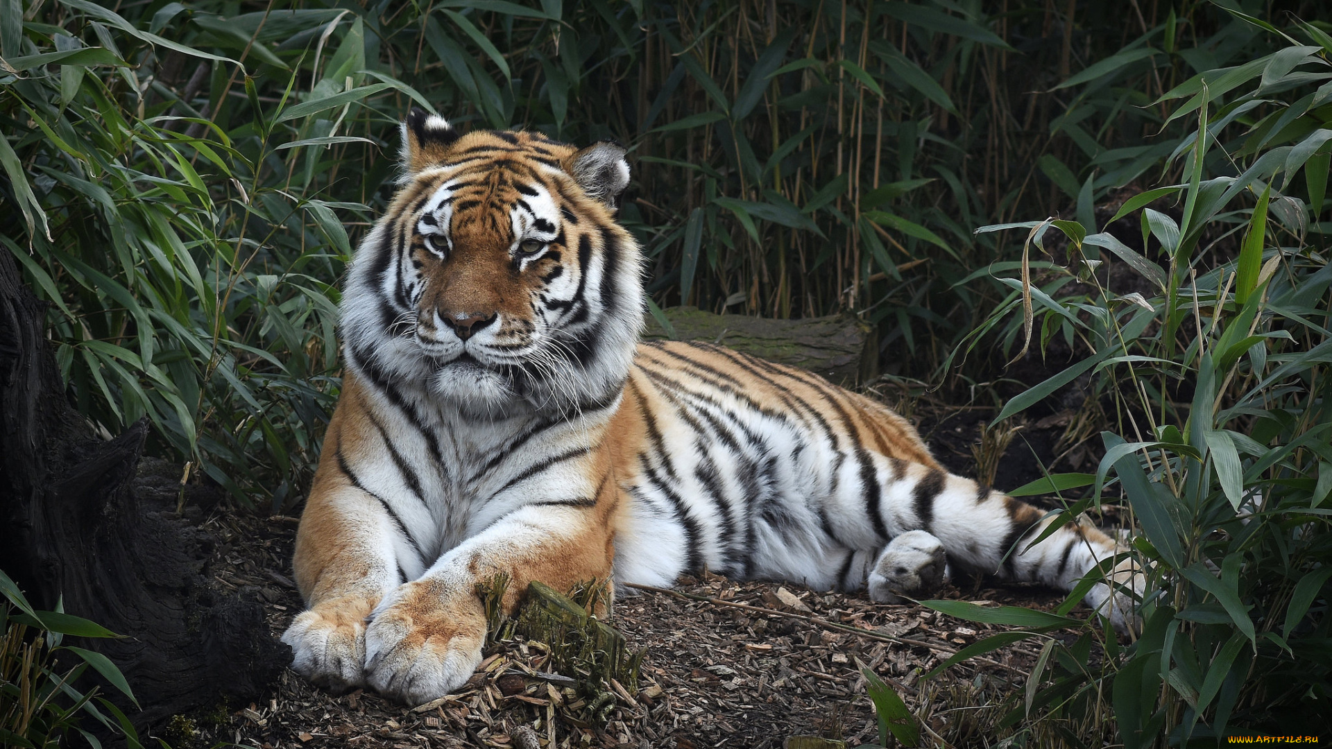 животные, тигры, хищник