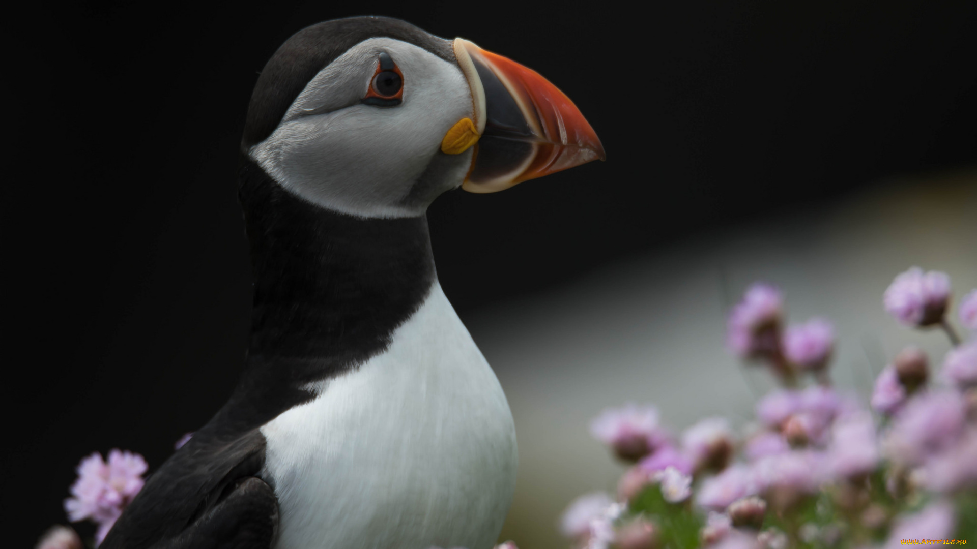 животные, тупики, окрас, птица, тупик, перья