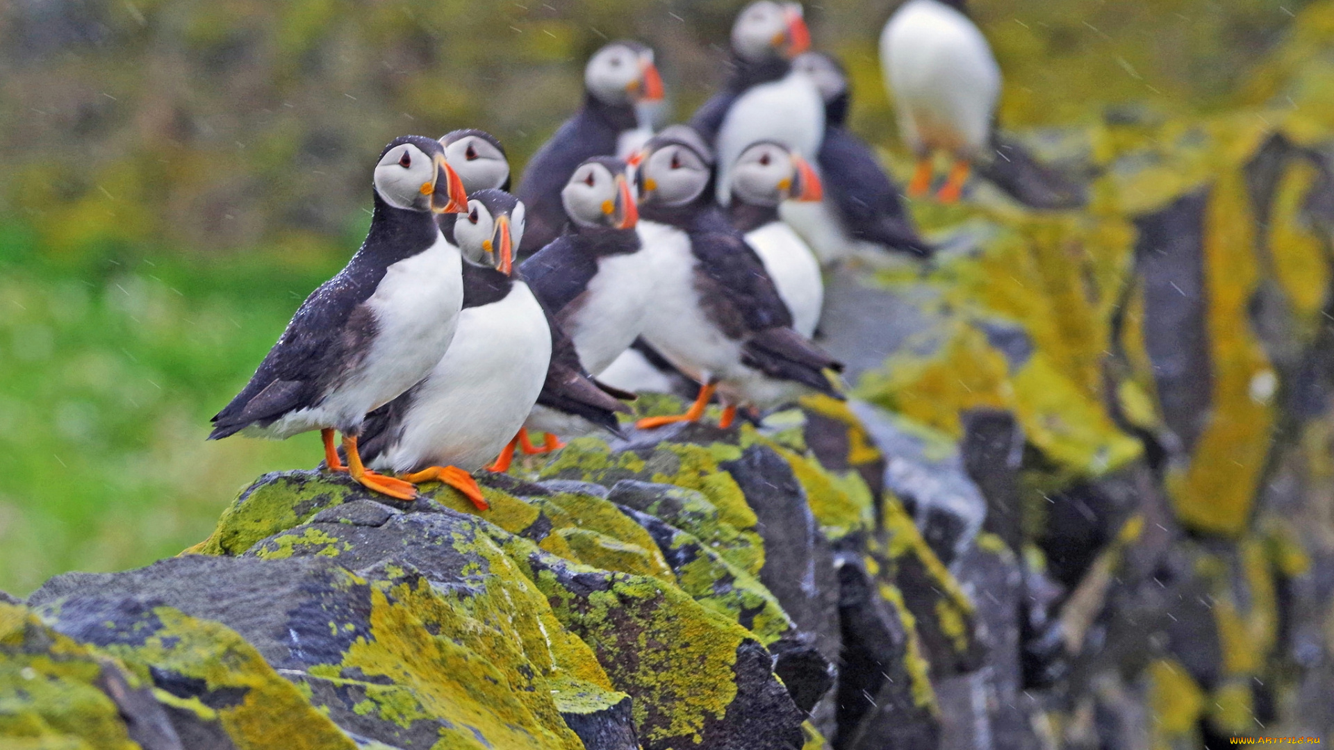 животные, тупики, тупик, птица, окрас, перья