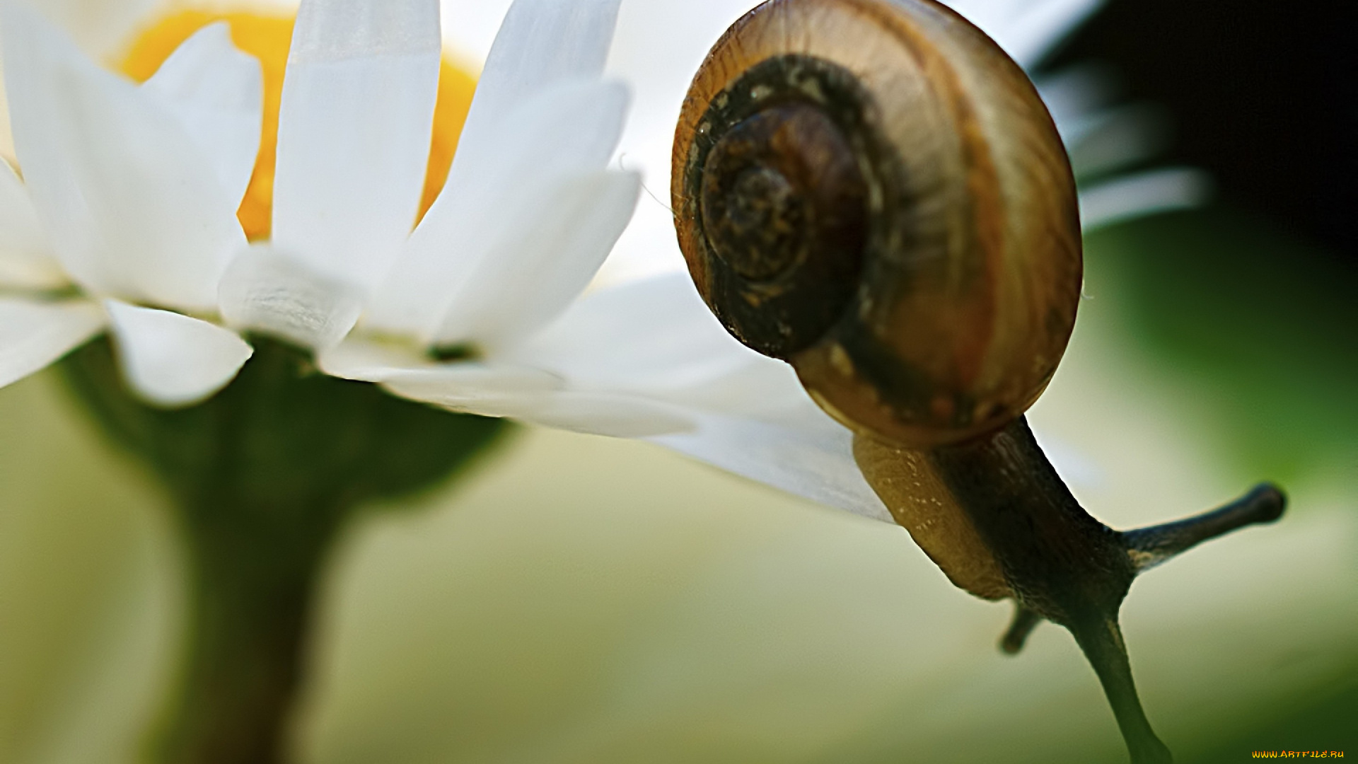 животные, улитки, цветок, раковина, улитка, ромашка