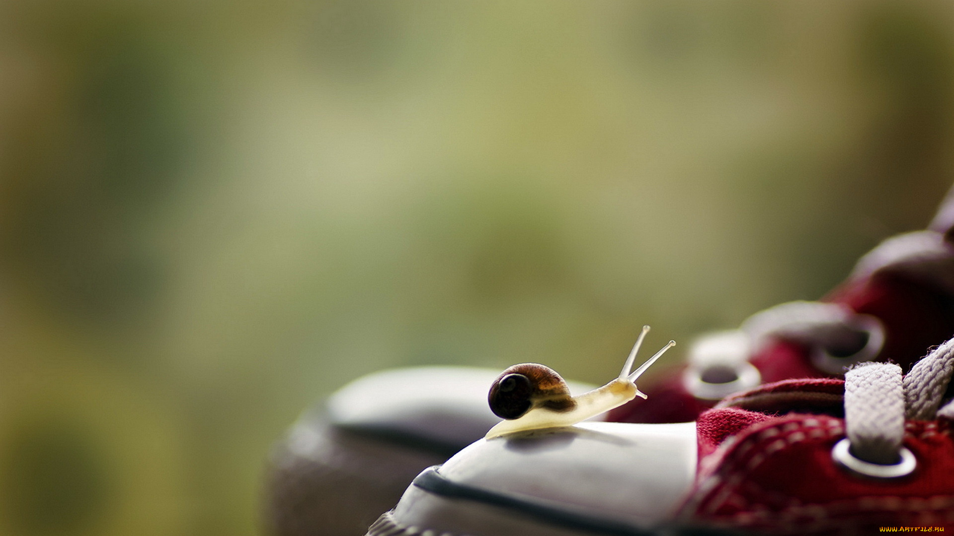 животные, улитки, улитка, макро, кеды, фон