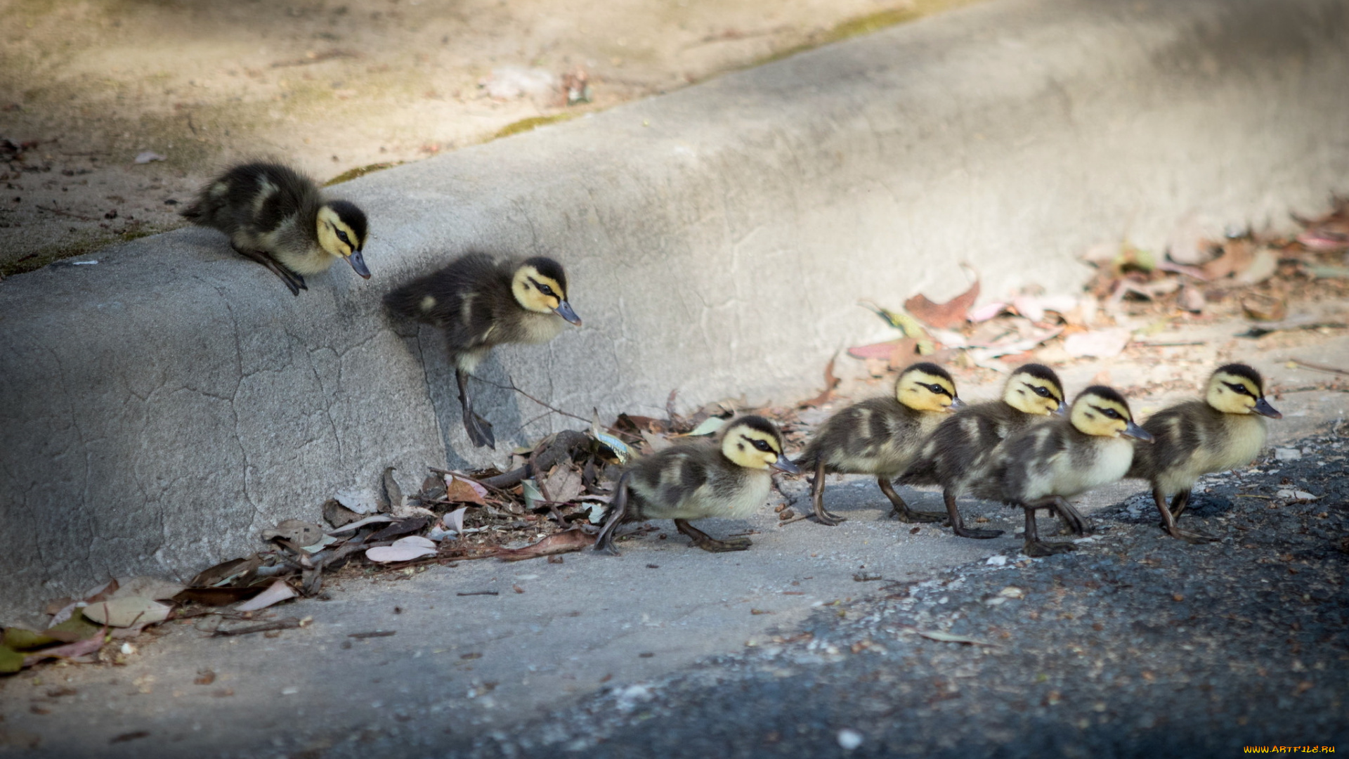 животные, утки, улица, поход