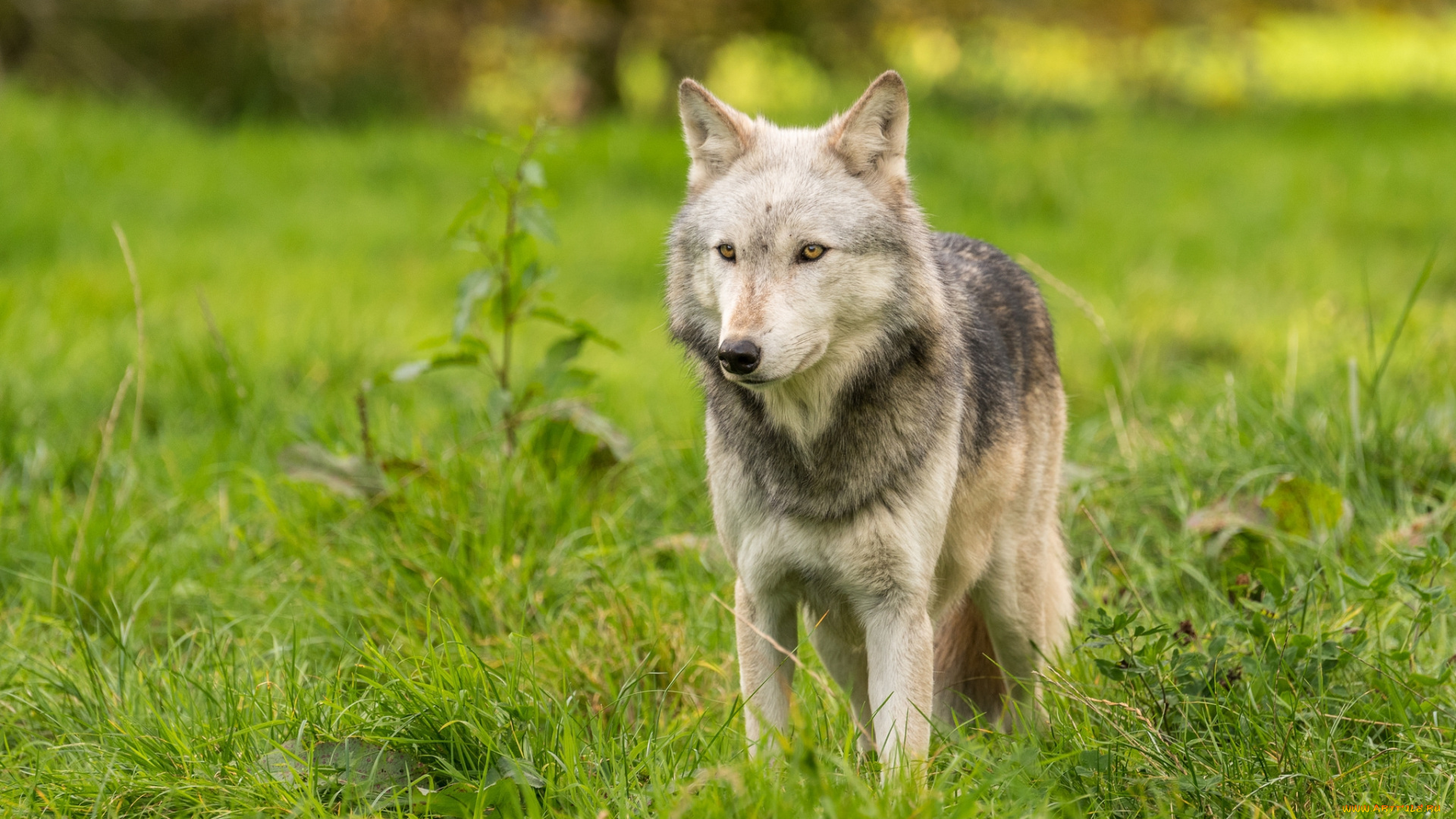 животные, волки, , койоты, , шакалы, хищник