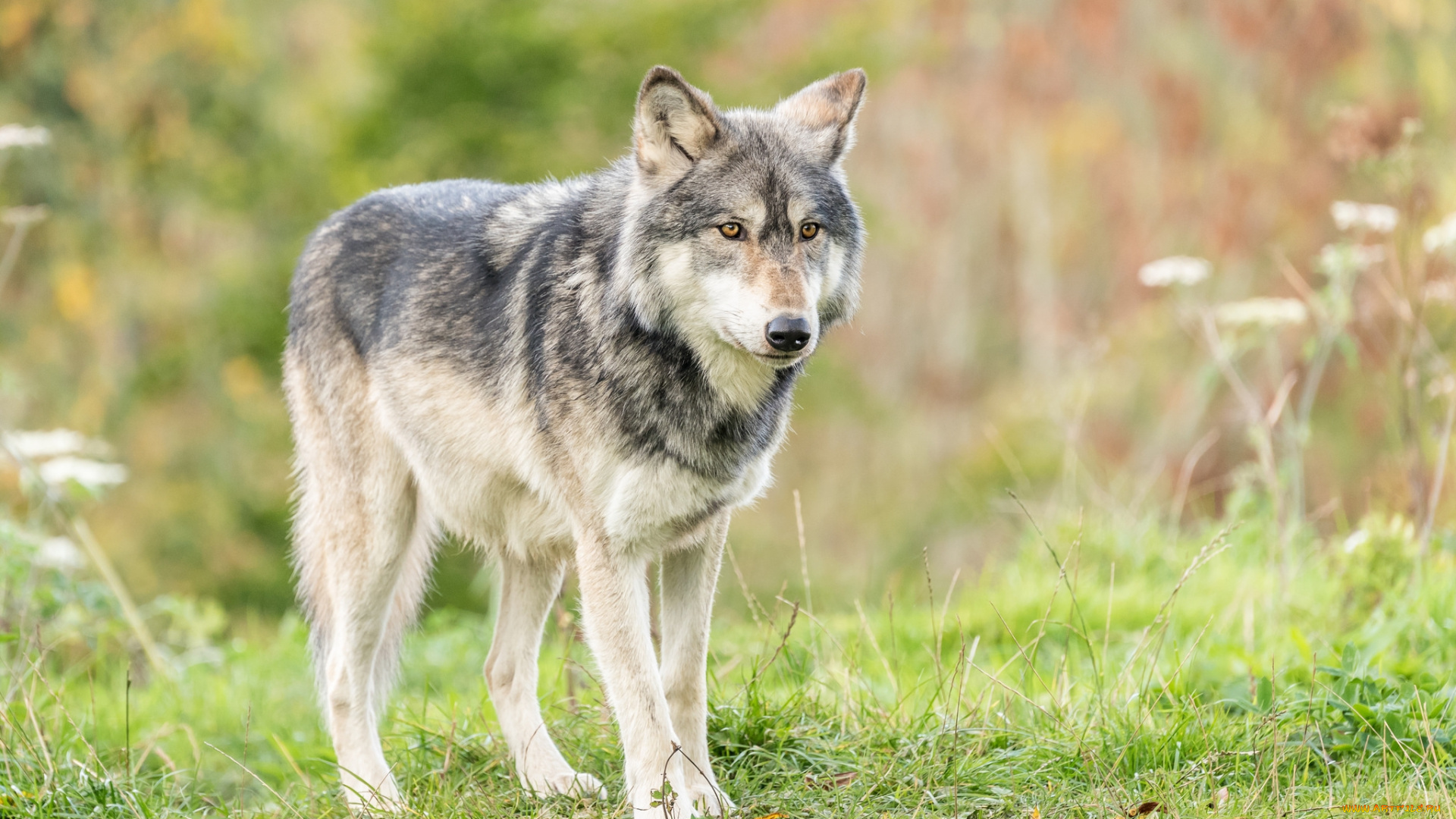 животные, волки, , койоты, , шакалы, хищник