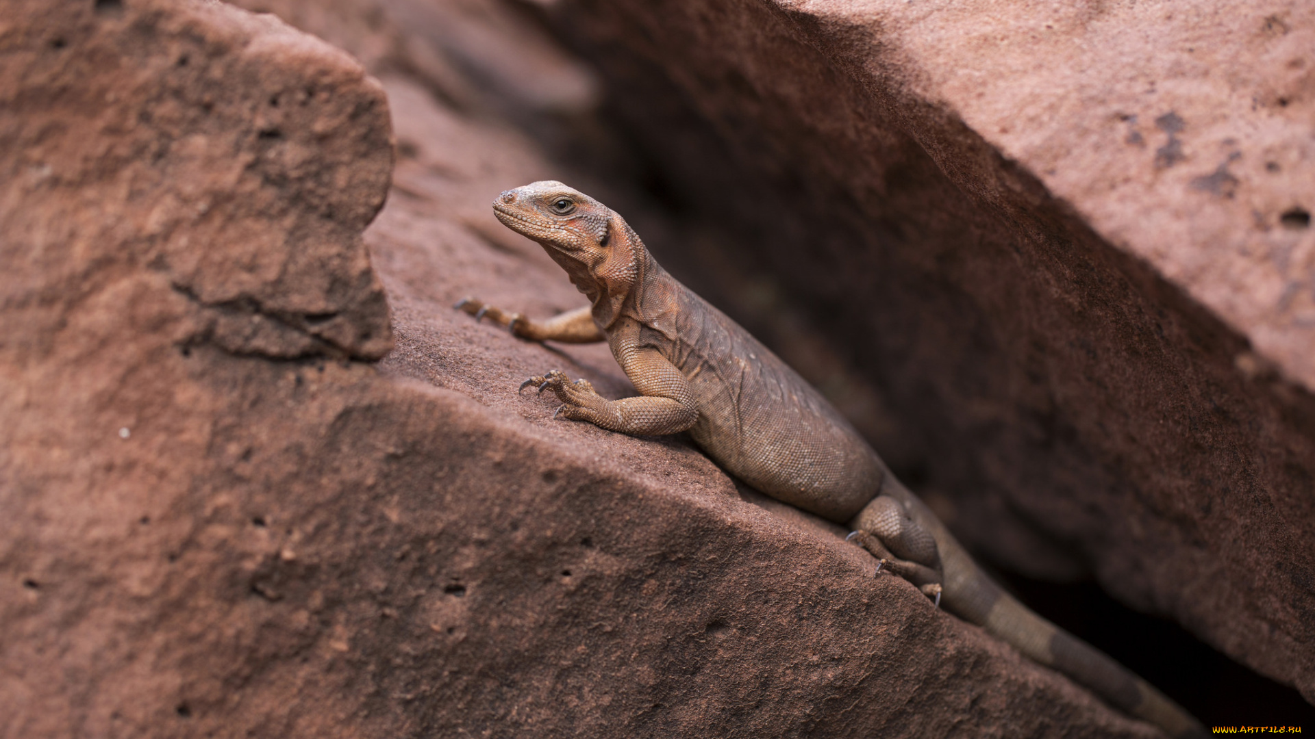 животные, Ящерицы, , игуаны, , вараны, хвост, ящерица, камень