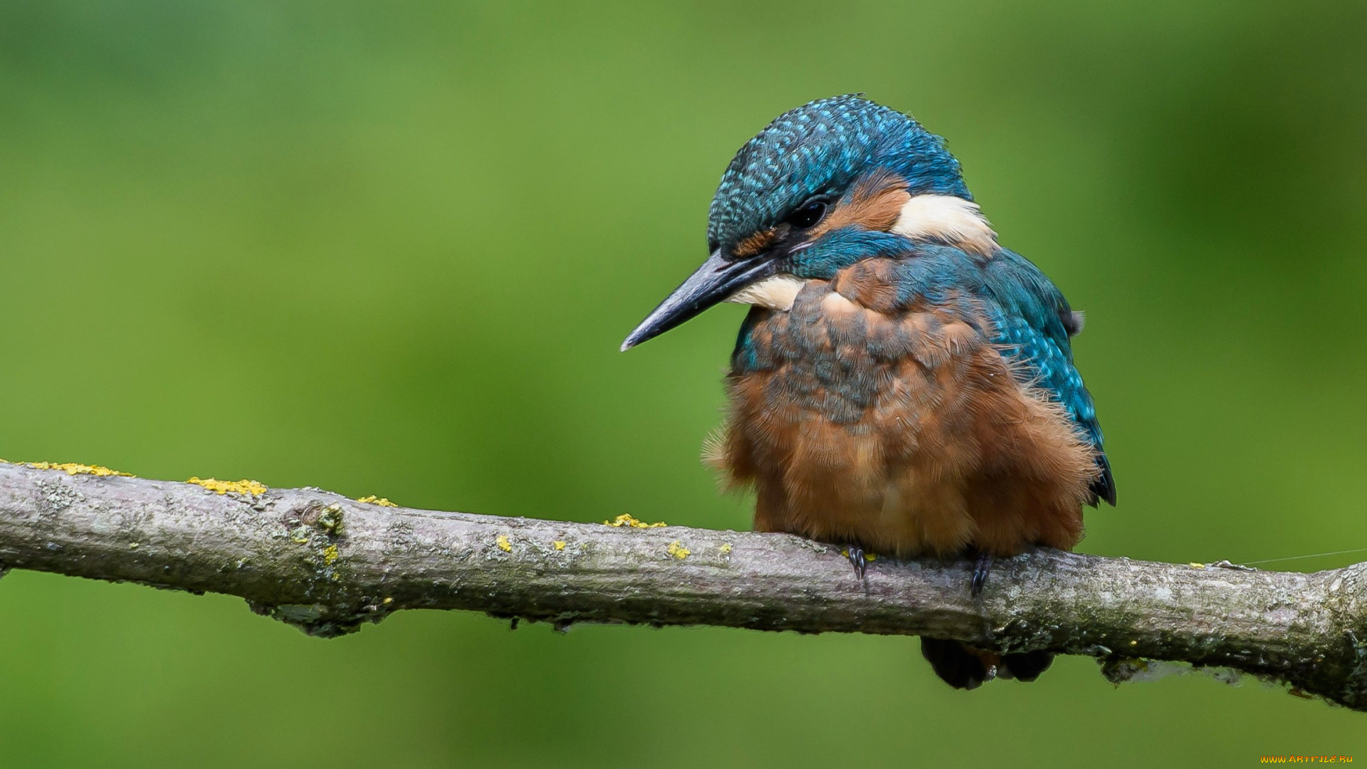 животные, зимородки, ветка, птица, зимородок