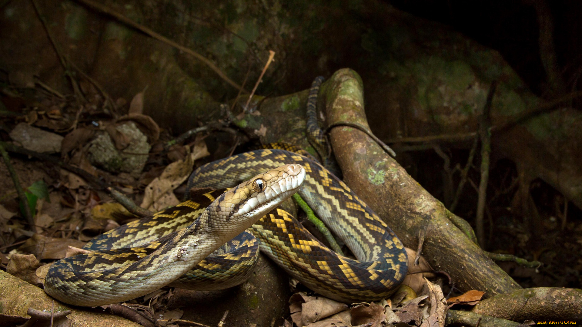 животные, змеи, , питоны, , кобры, змея, лес, природа