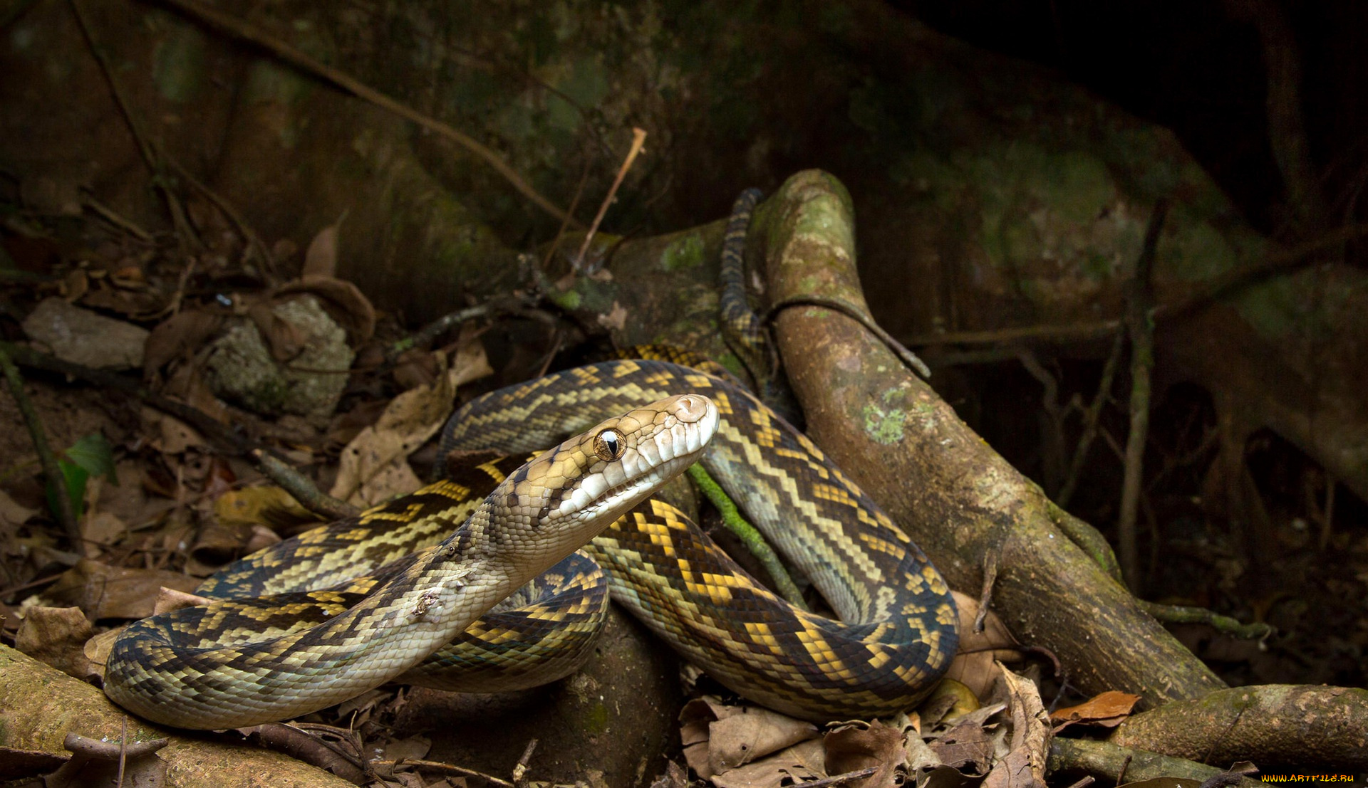 животные, змеи, , питоны, , кобры, змея, лес, природа