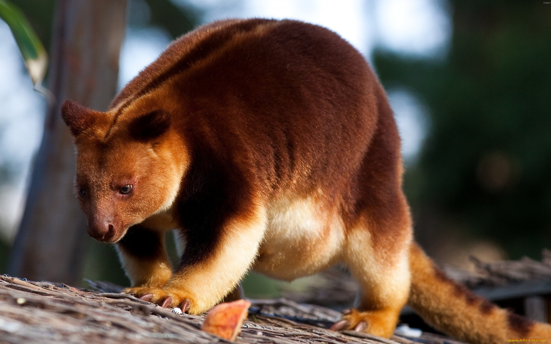 животные, кенгуру, гудфеллоу