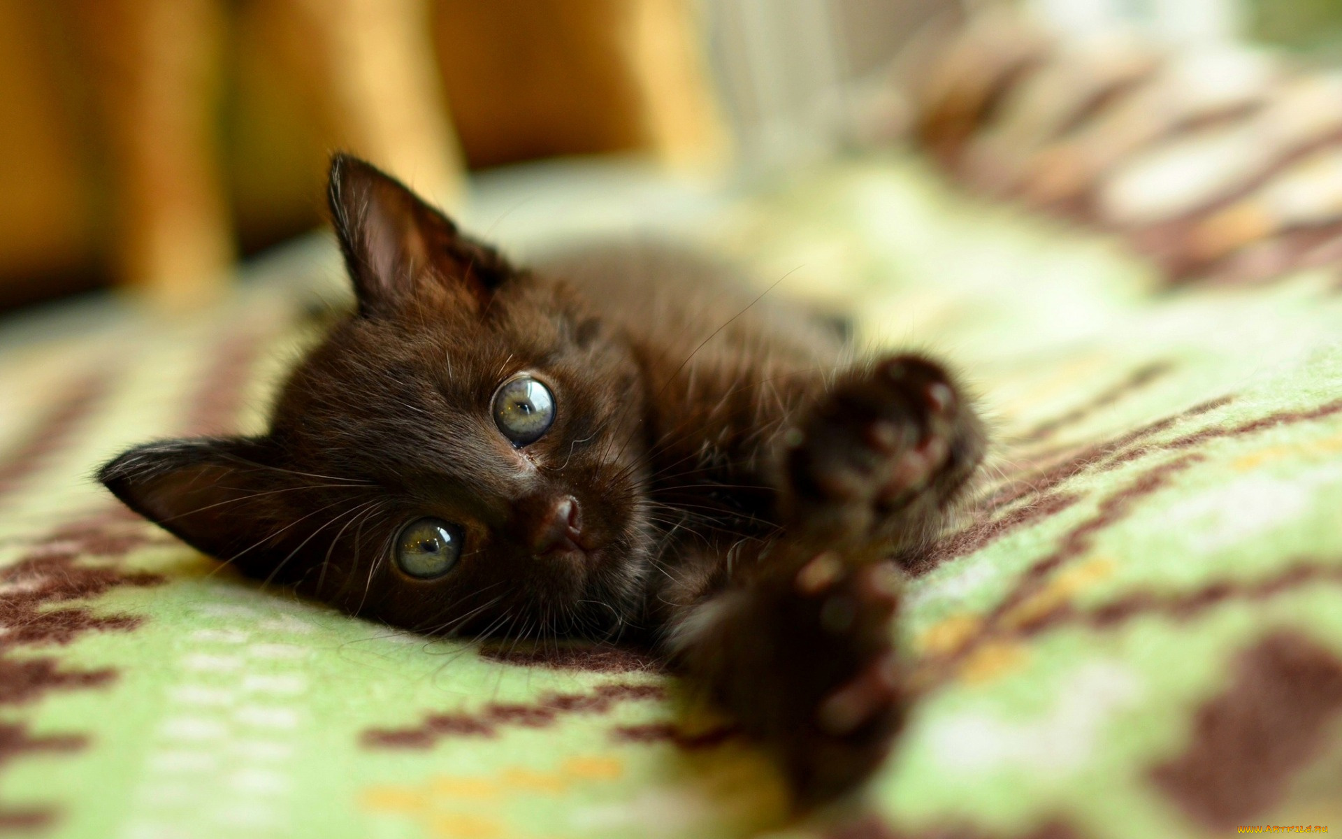 животные, коты, черный, цвет