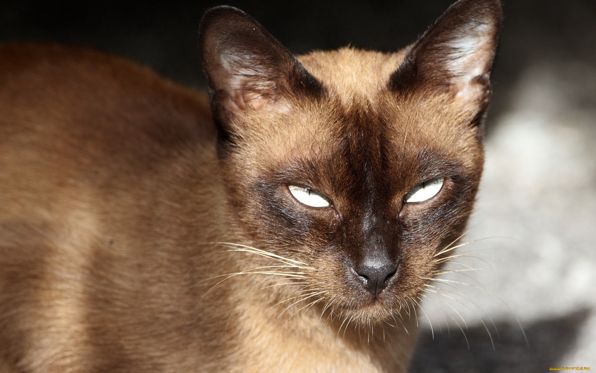 животные, коты, сиамский