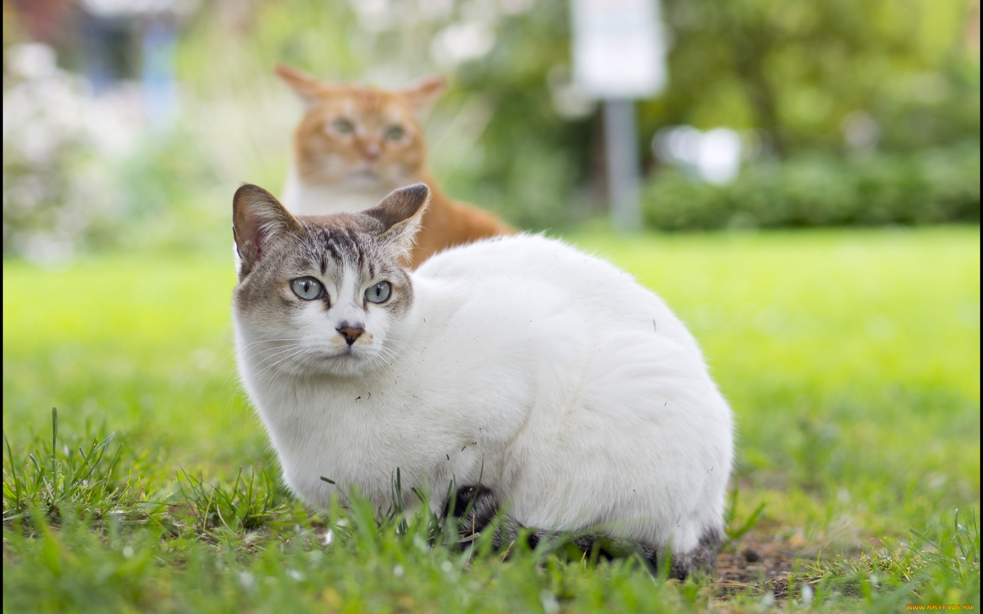 животные, коты, взгляд