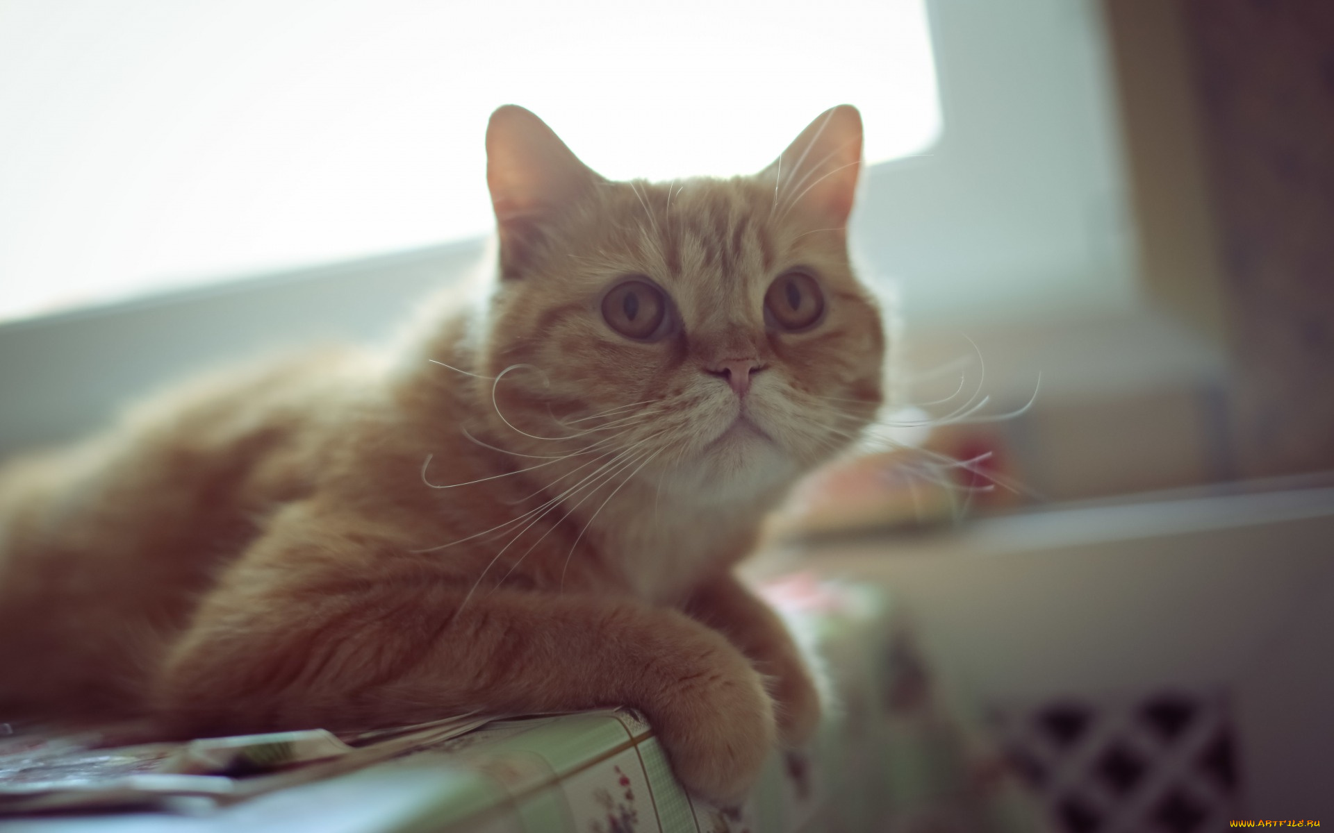 животные, коты, взгляд