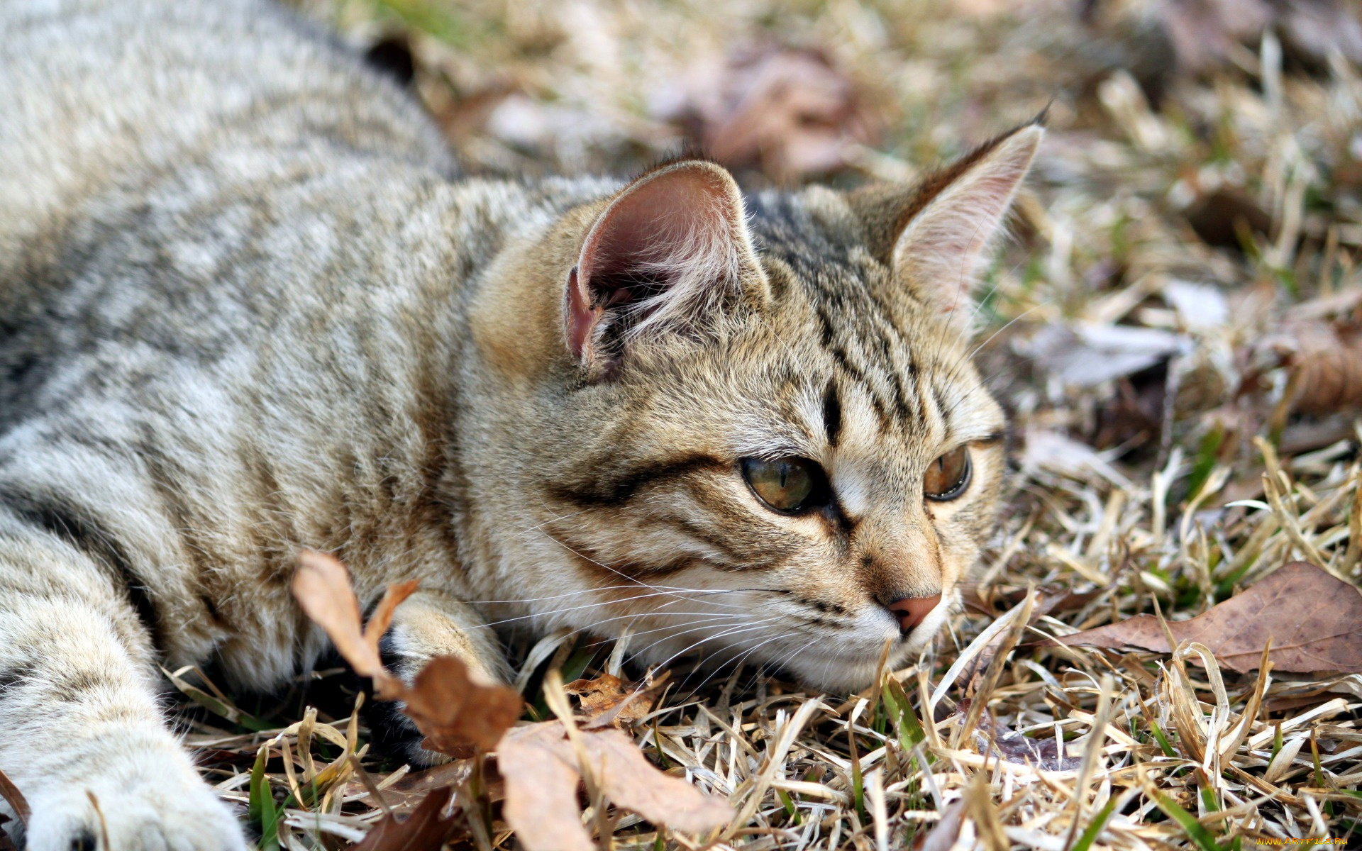 животные, коты, взгляд