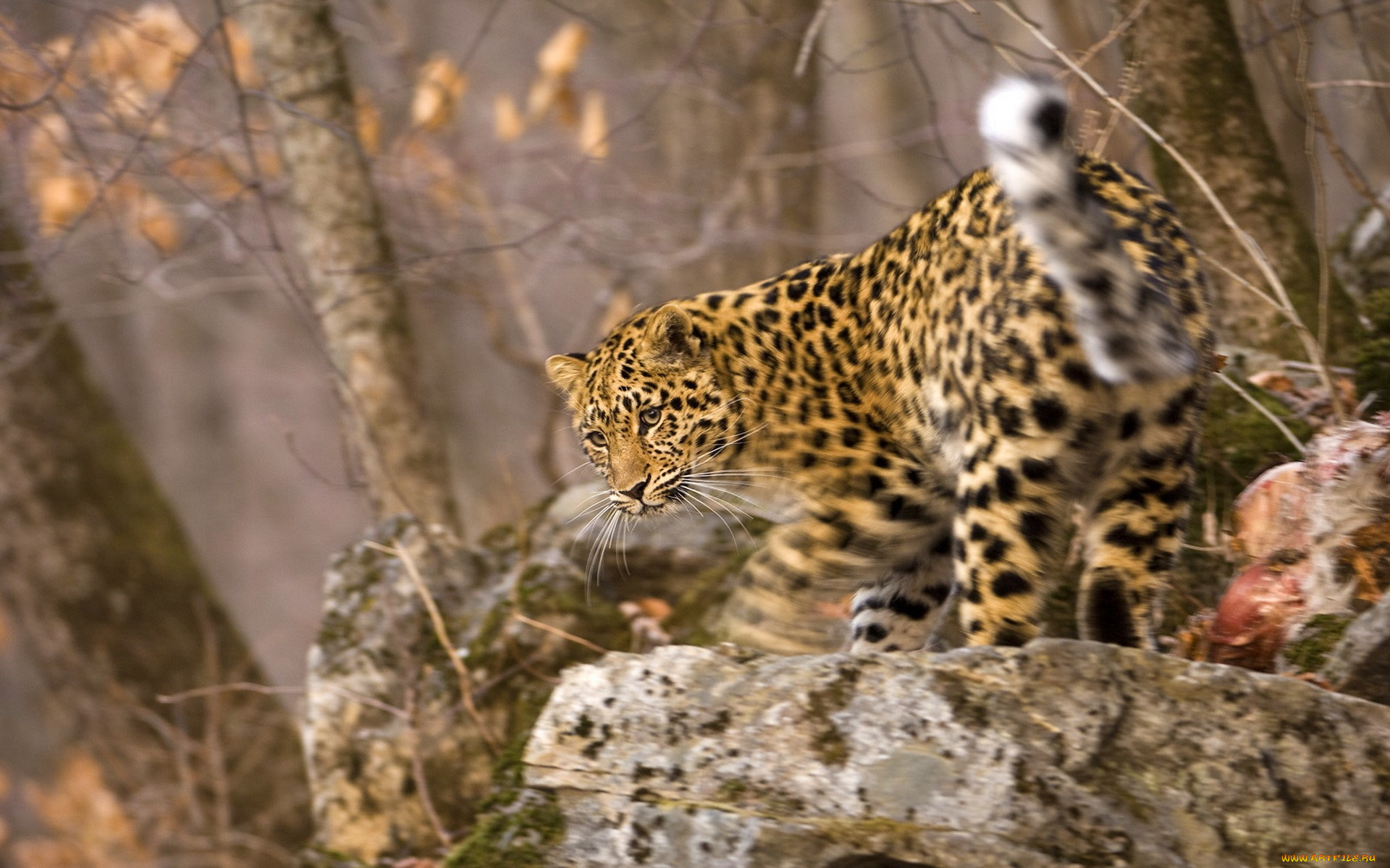 животные, леопарды, взгляд