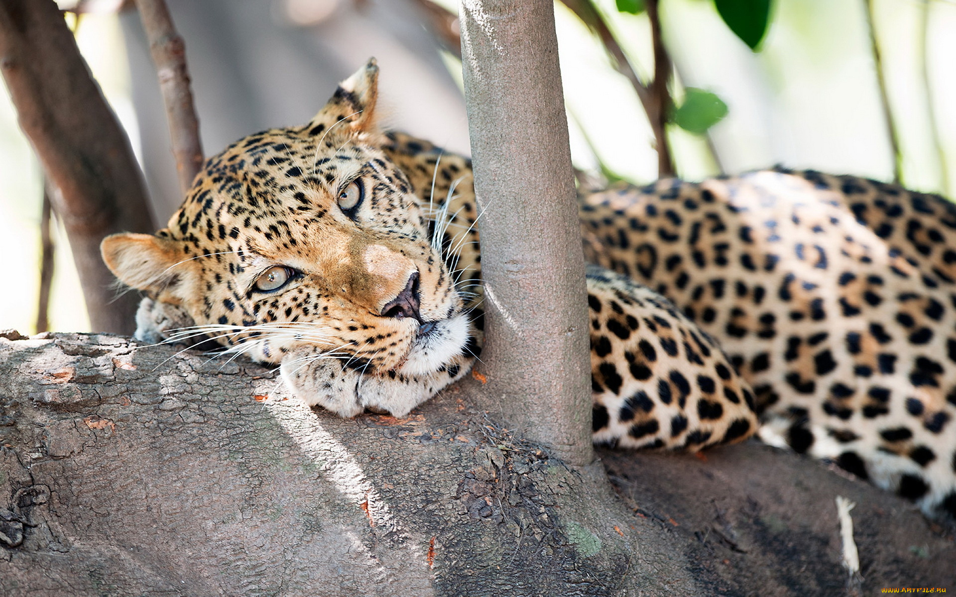 животные, леопарды, взгляд