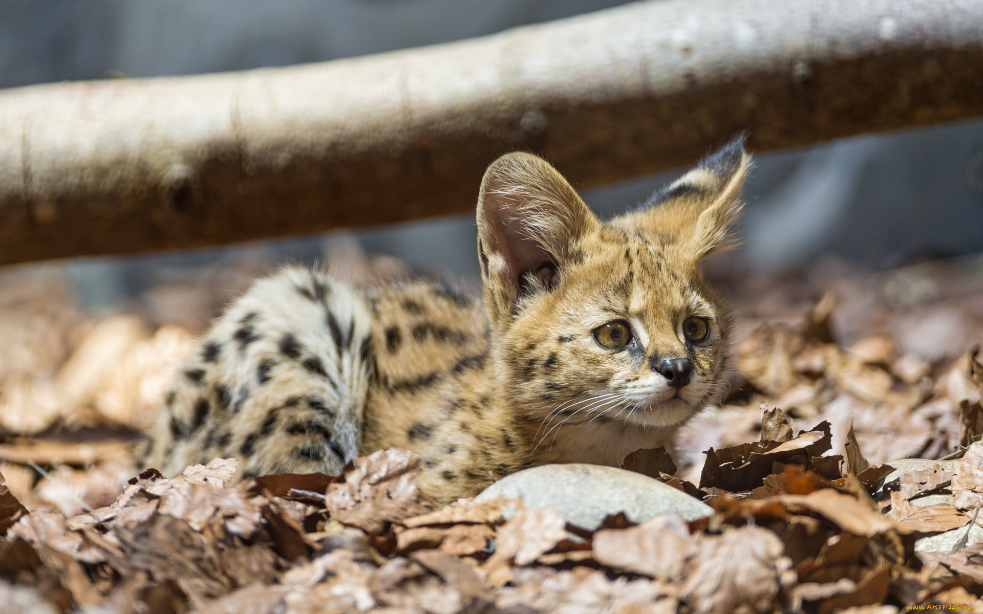 животные, сервалы, детеныш